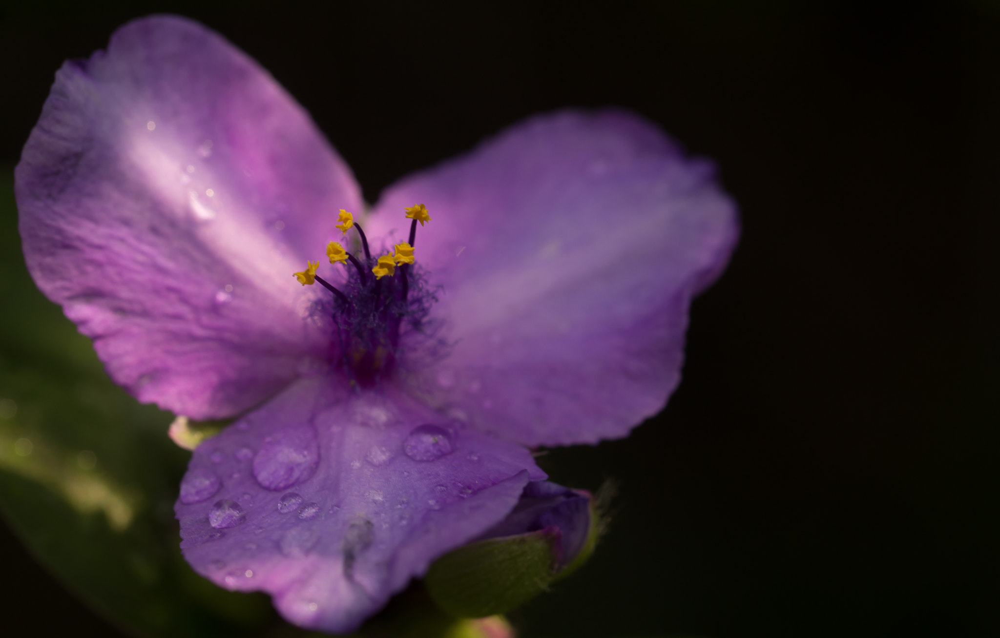 Sony SLT-A65 (SLT-A65V) sample photo. Bloem photography