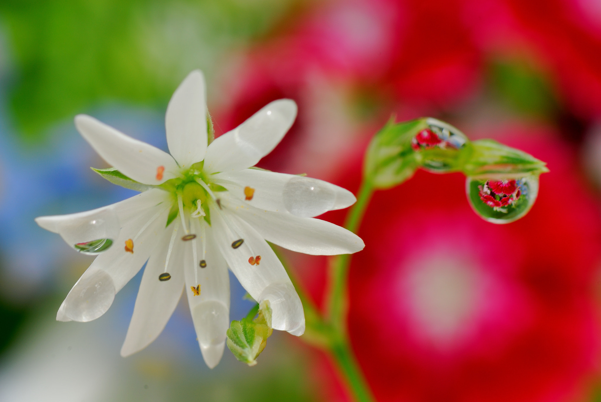 Nikon D200 sample photo. White flower and rain drops photography
