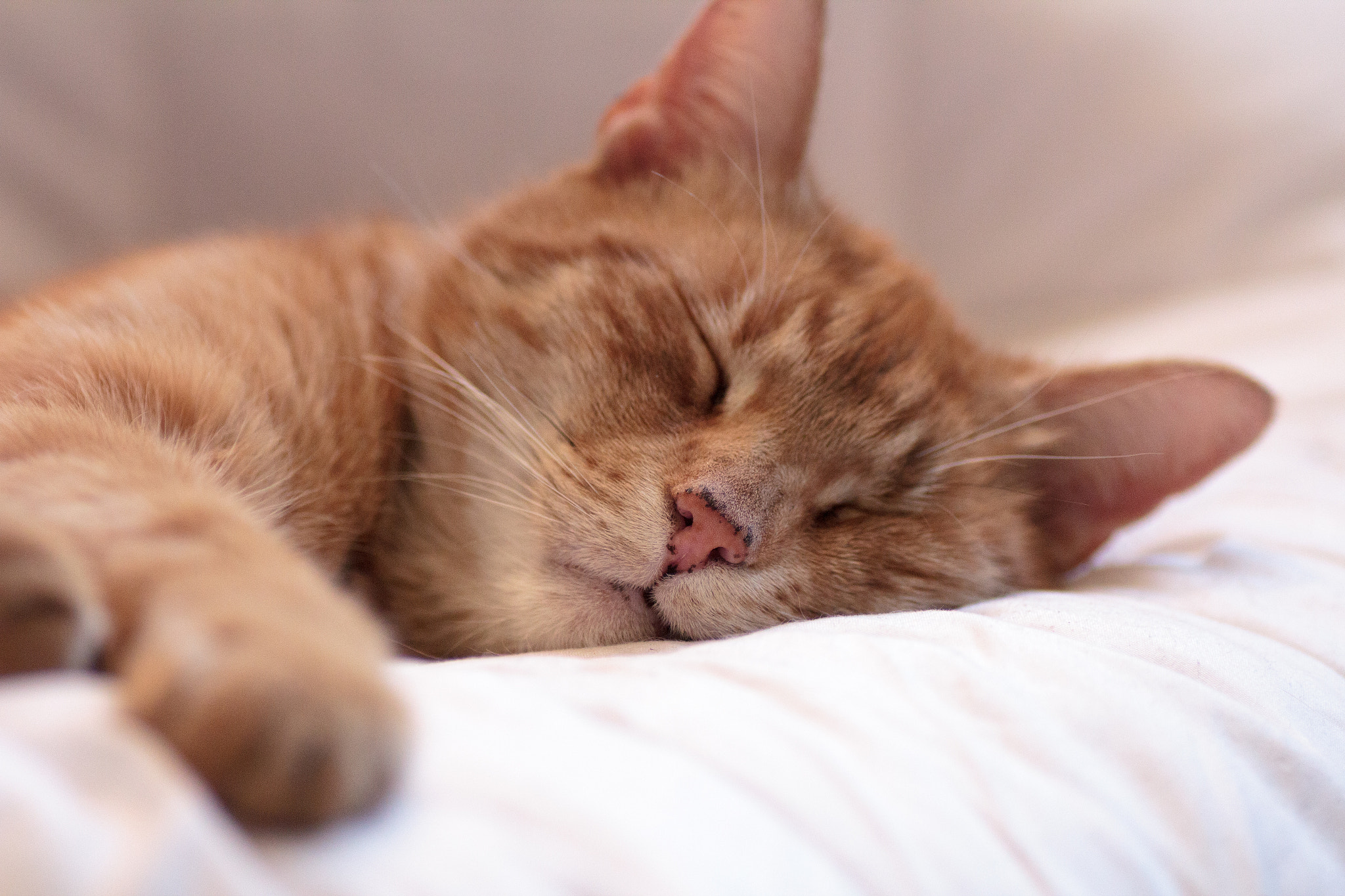 Canon EOS 550D (EOS Rebel T2i / EOS Kiss X4) + Tamron SP AF 90mm F2.8 Di Macro sample photo. Schläfrig.. | ..sleepy photography