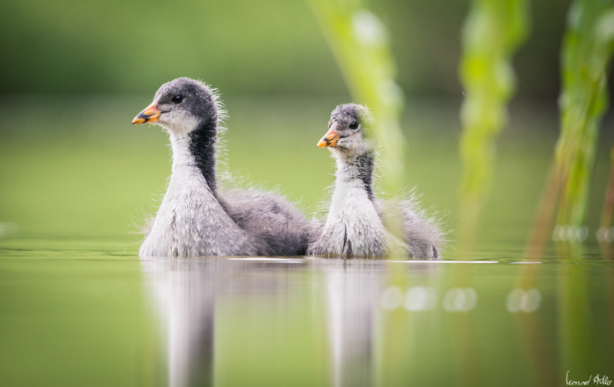 Sigma 150-500mm F5-6.3 DG OS HSM sample photo. Coot chicks photography