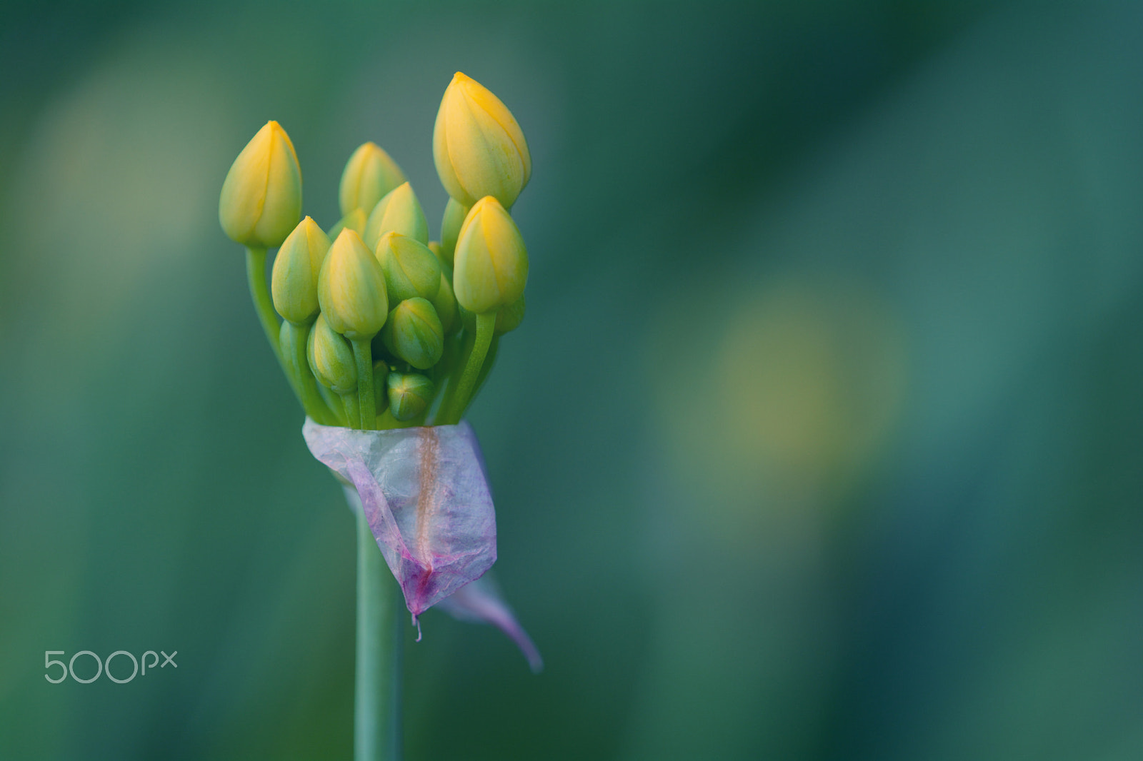 Nikon D7100 + Nikon AF Micro-Nikkor 200mm F4D ED-IF sample photo. Powerpack photography