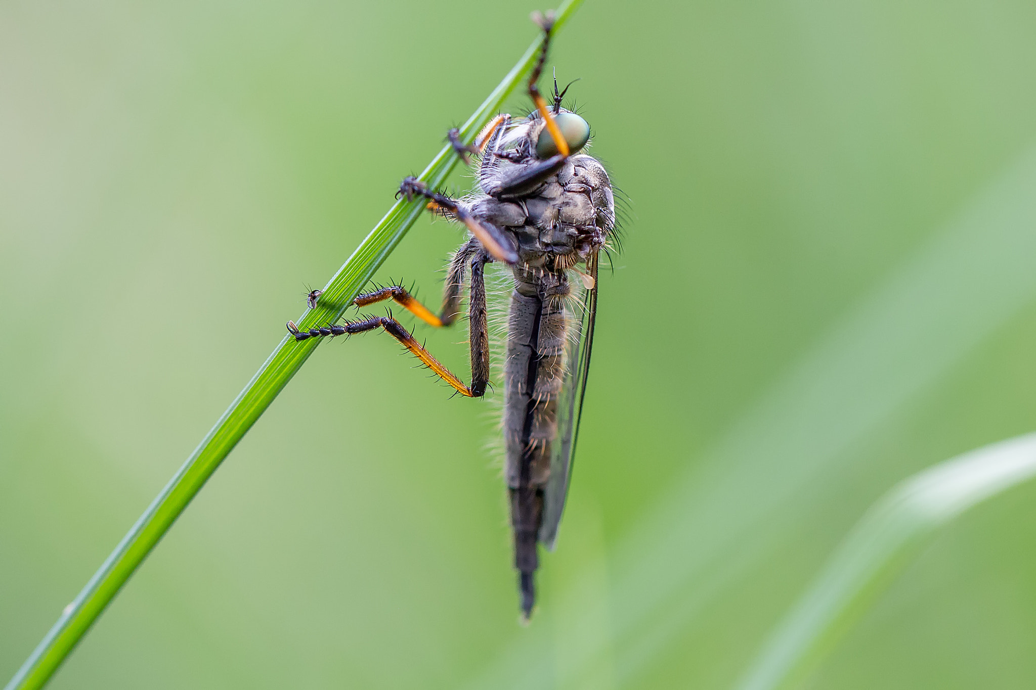 Canon EOS-1D Mark IV sample photo. Gartenraubfliege photography