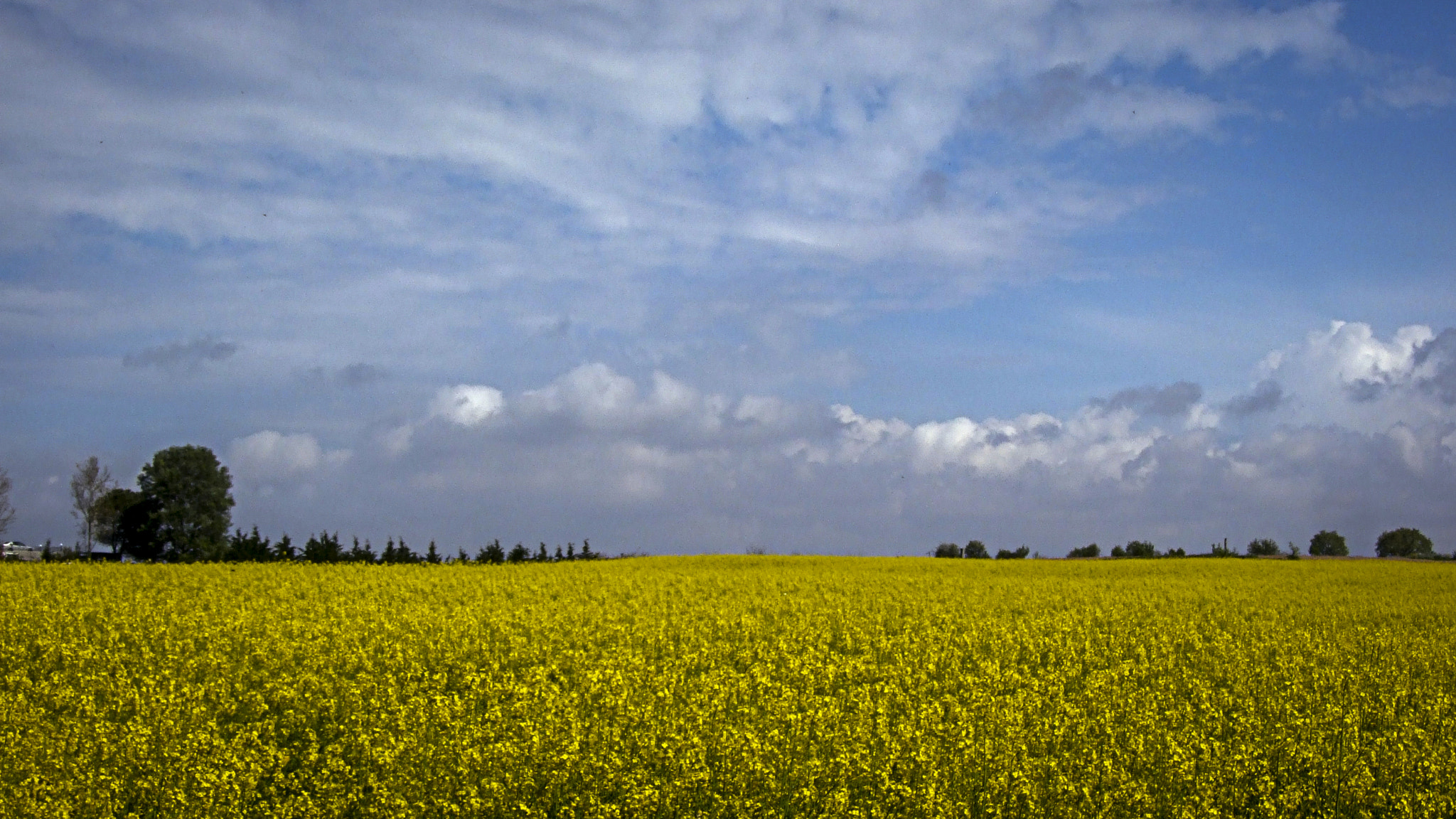 Fujifilm FinePix S6000fd sample photo. Rapeseed field photography