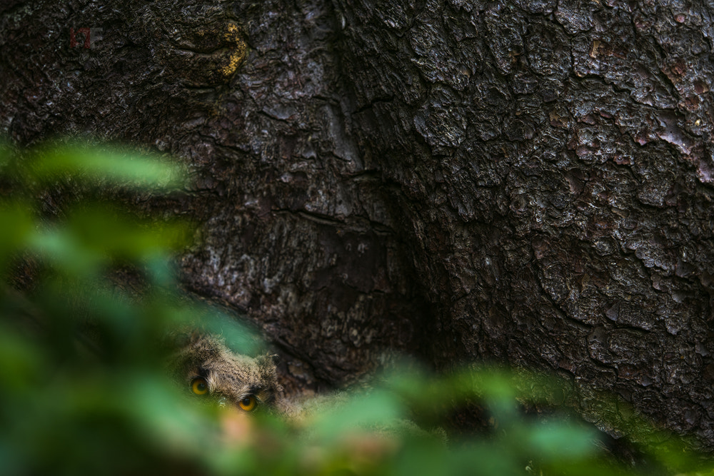 Nikon AF-S Nikkor 200mm F2G ED-IF VR sample photo. Hidden photography