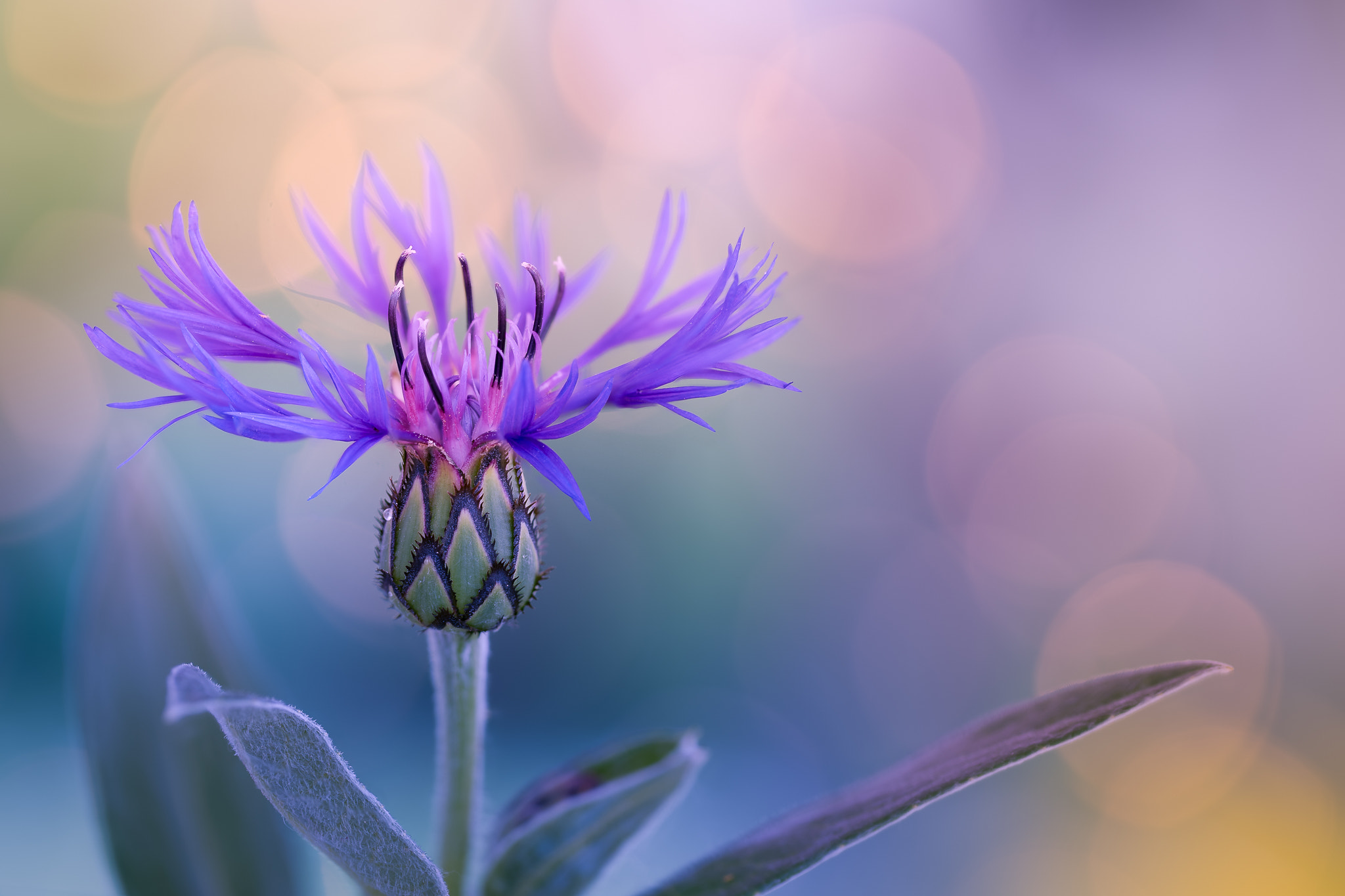 100mm F2.8 G SSM OSS sample photo. Reach out... photography