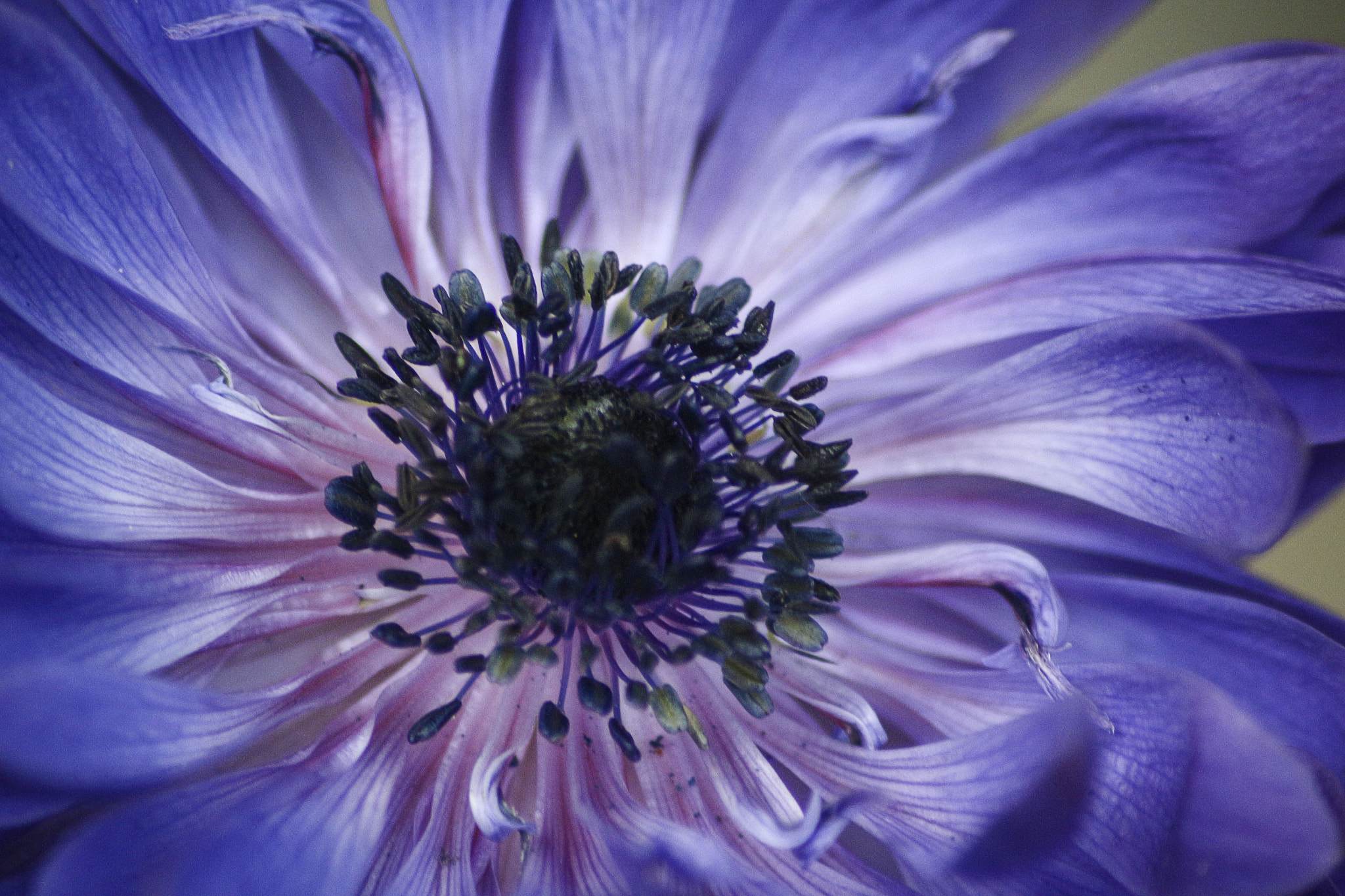 Sigma 70-300mm F4-5.6 APO DG Macro sample photo. Anemone coronaria "de caen" photography
