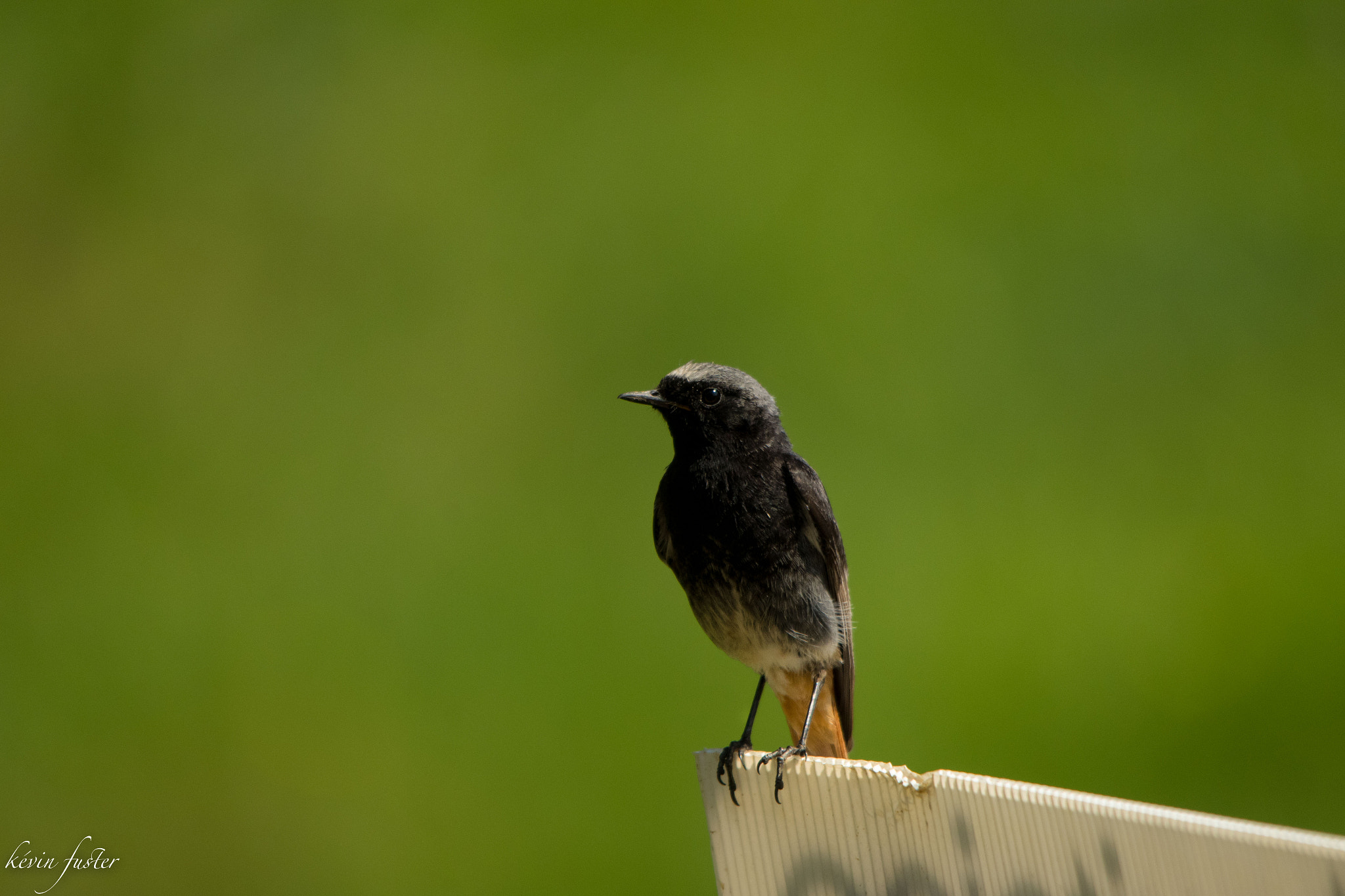 Sigma 150-500mm F5-6.3 DG OS HSM sample photo. Oiseau du jardin photography