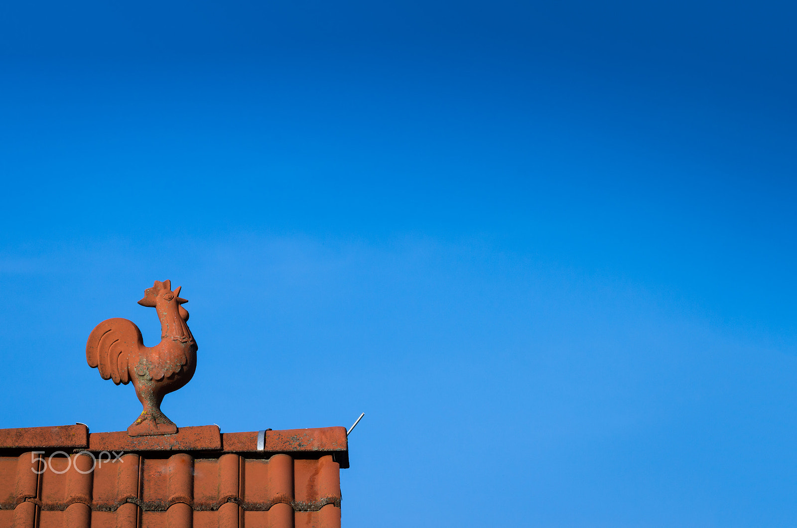 Canon EF 70-200mm F2.8L IS II USM sample photo. Chicken photography