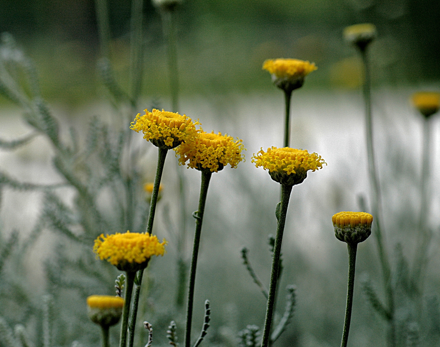 Sigma Macro 90mm F2.8 sample photo. A photography