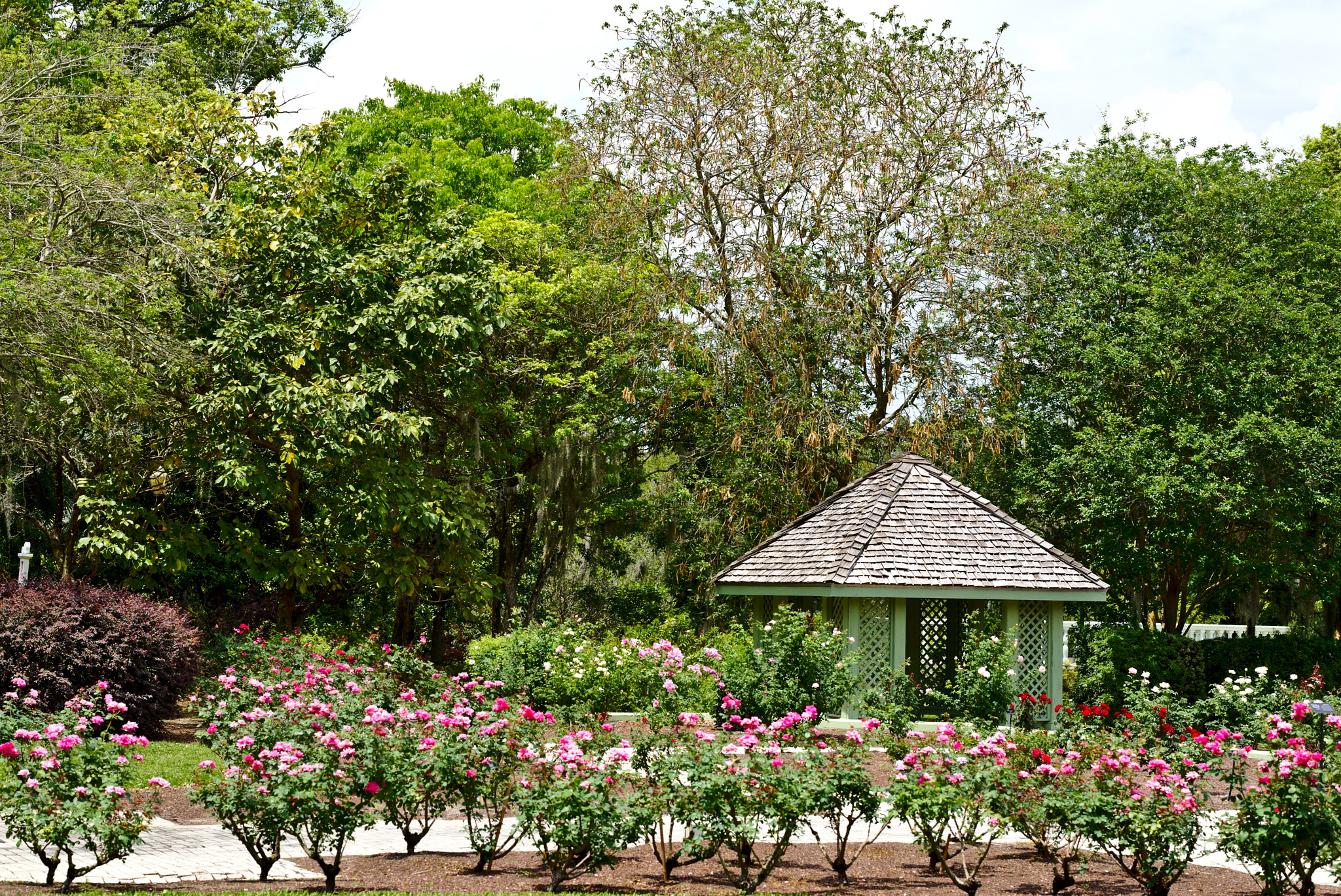 ZEISS Otus 85mm F1.4 sample photo. The rose garden i photography