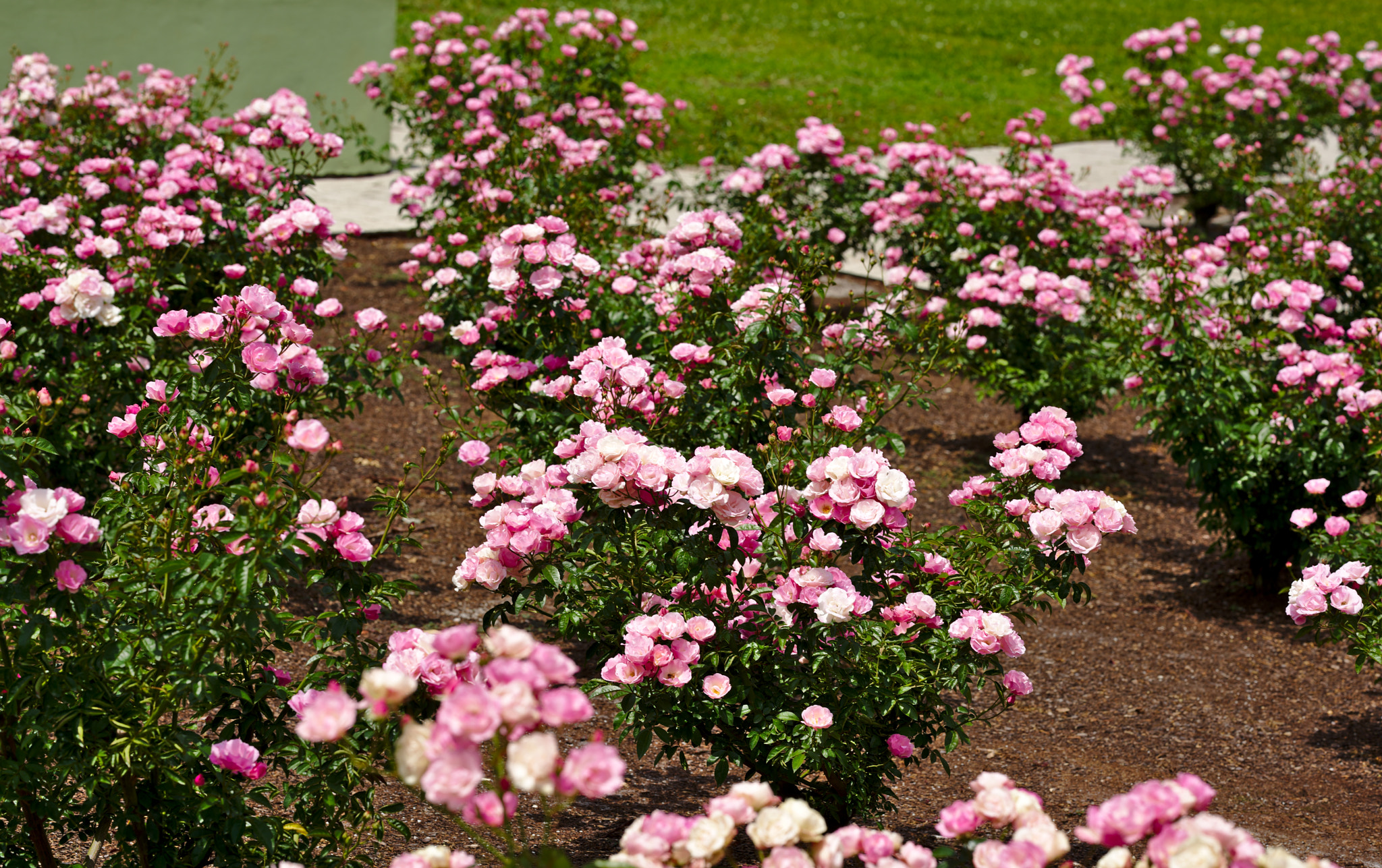 Nikon D810 + ZEISS Otus 85mm F1.4 sample photo. The rose garden ii photography