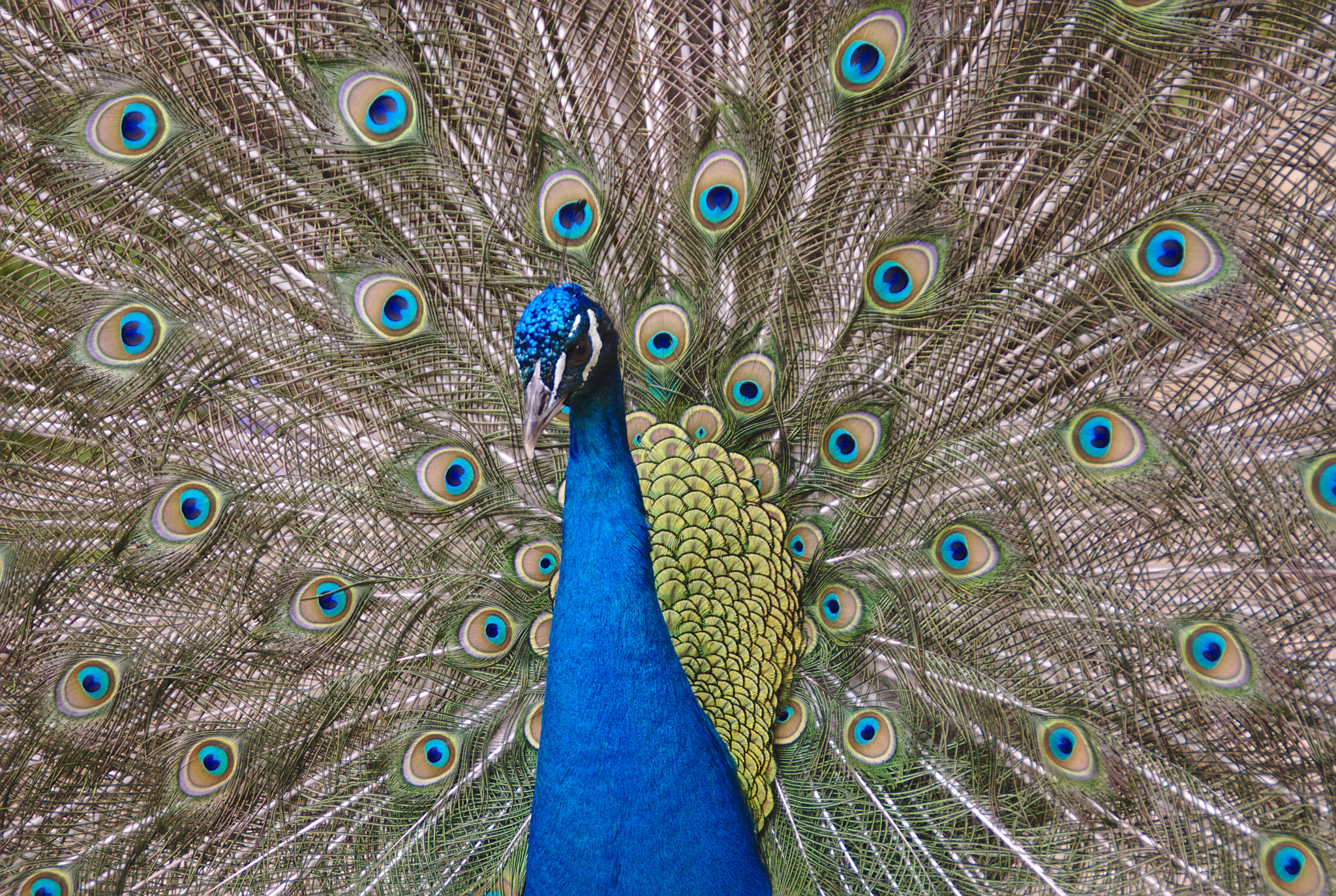 Sony Alpha DSLR-A300 sample photo. Pavo real photography