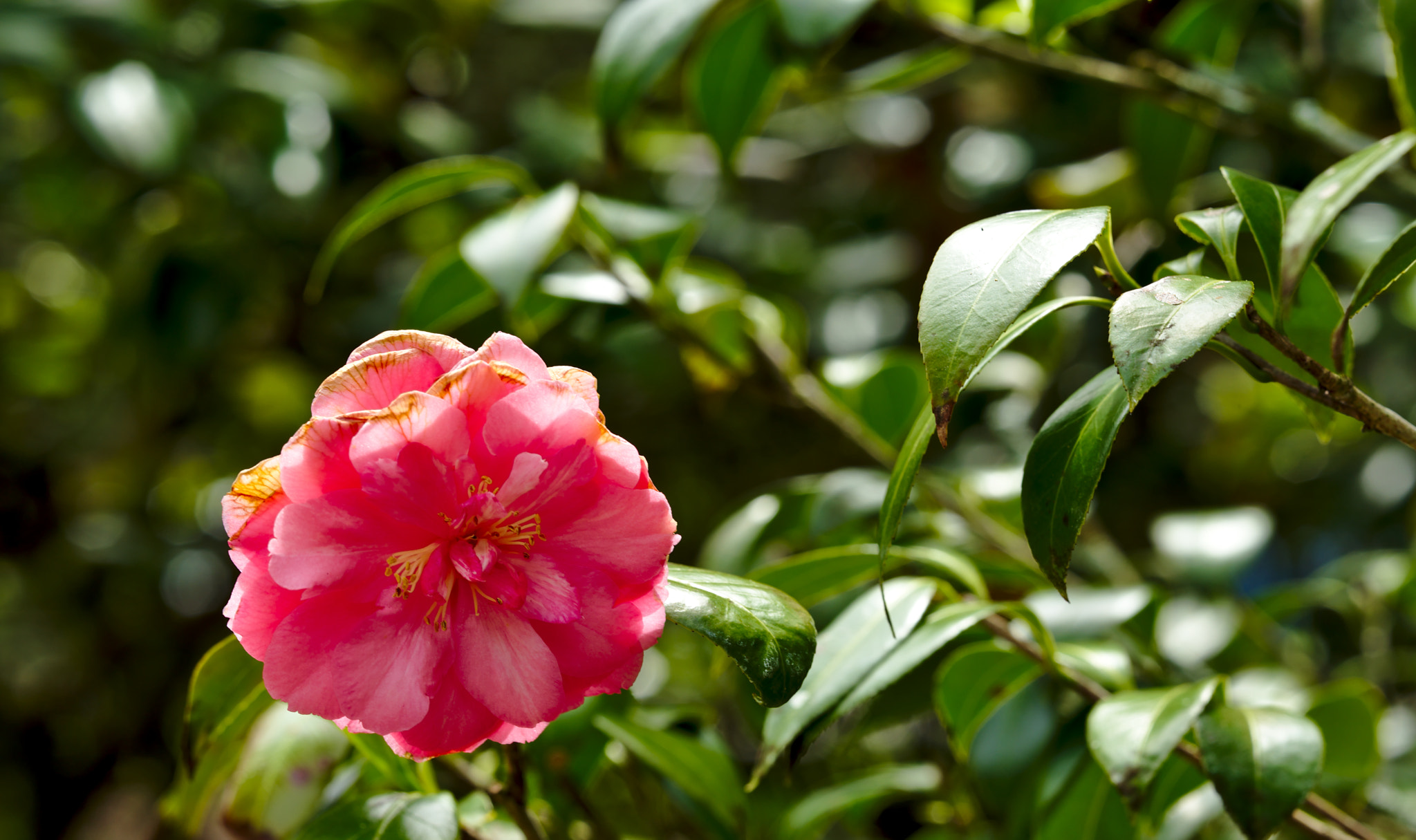 Nikon D810 + ZEISS Otus 85mm F1.4 sample photo. "t. s. clover jr." or camellia japonica photography
