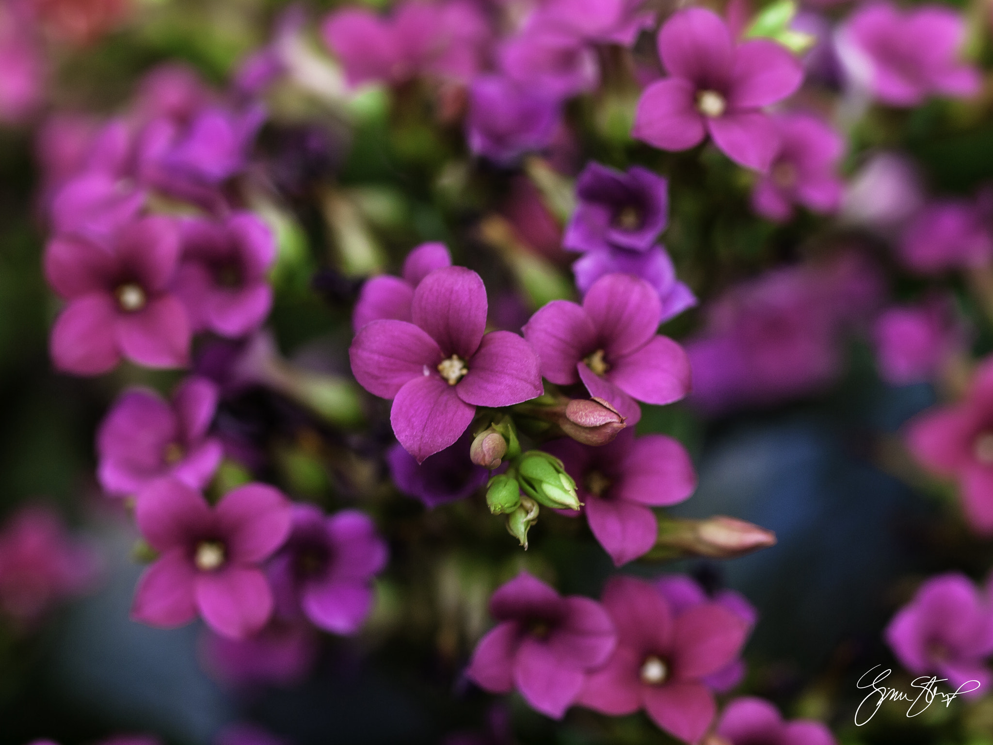 OLYMPUS 50mm Lens sample photo. Pink floral photography