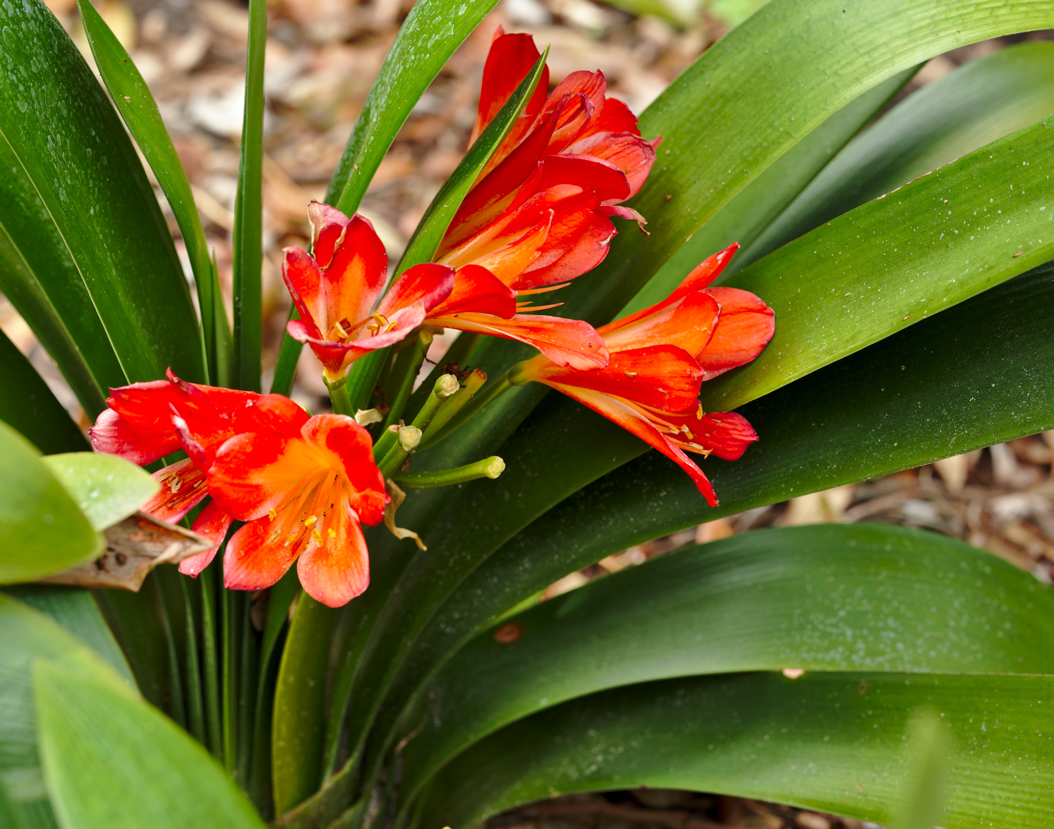 Nikon D810 + ZEISS Otus 85mm F1.4 sample photo. South african bush lilly or clivia miniata photography