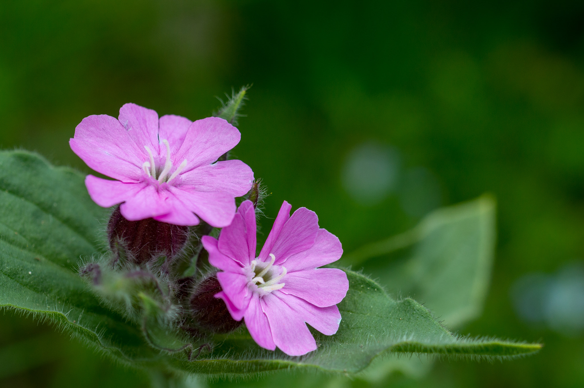 Nikon D3200 + Tamron SP 90mm F2.8 Di VC USD 1:1 Macro (F004) sample photo. Purple fineness photography