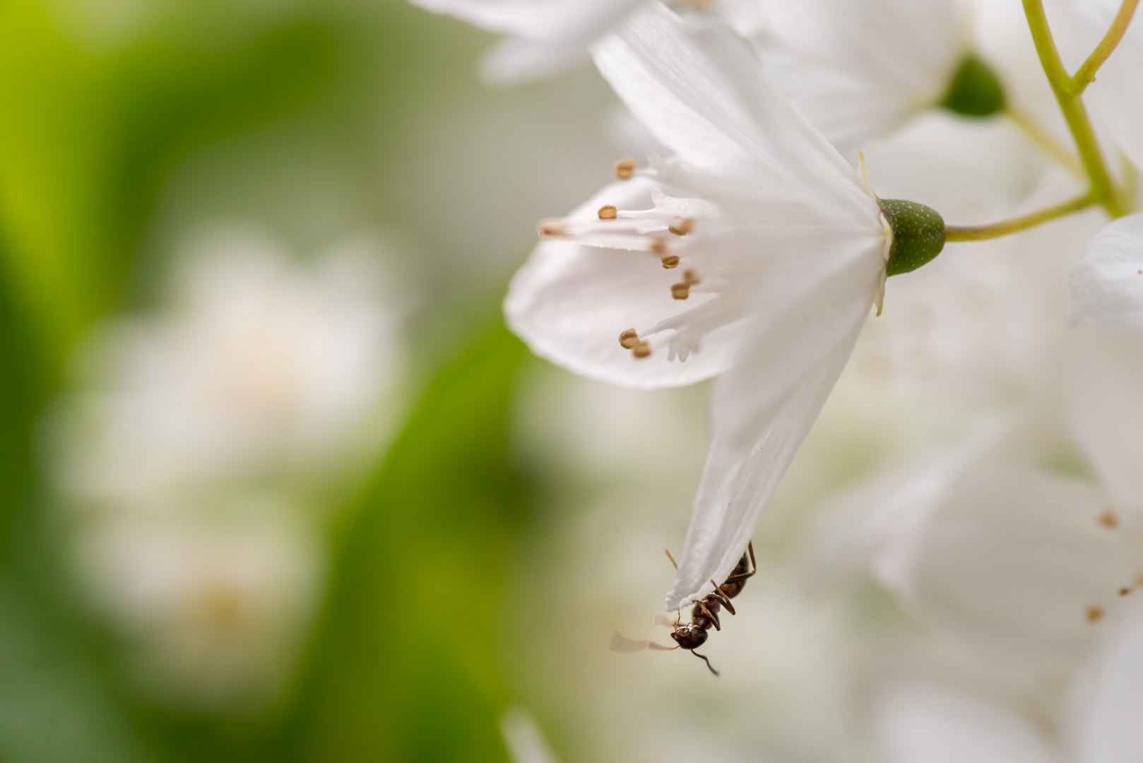 Pentax smc D-FA 100mm F2.8 macro sample photo. Guest photography