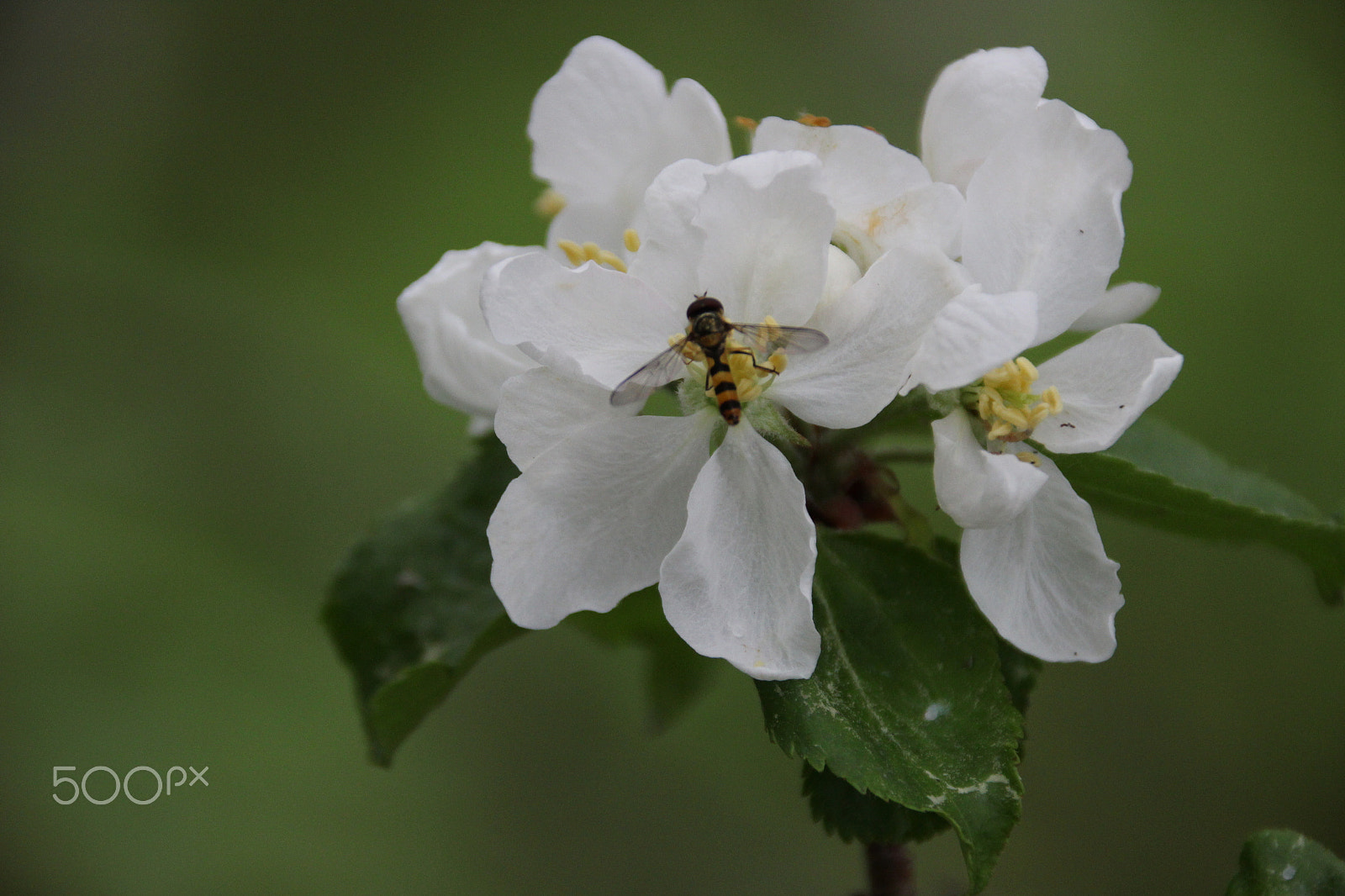Canon EF 75-300mm F4.0-5.6 IS USM sample photo. Apple flower and hoverfly photography