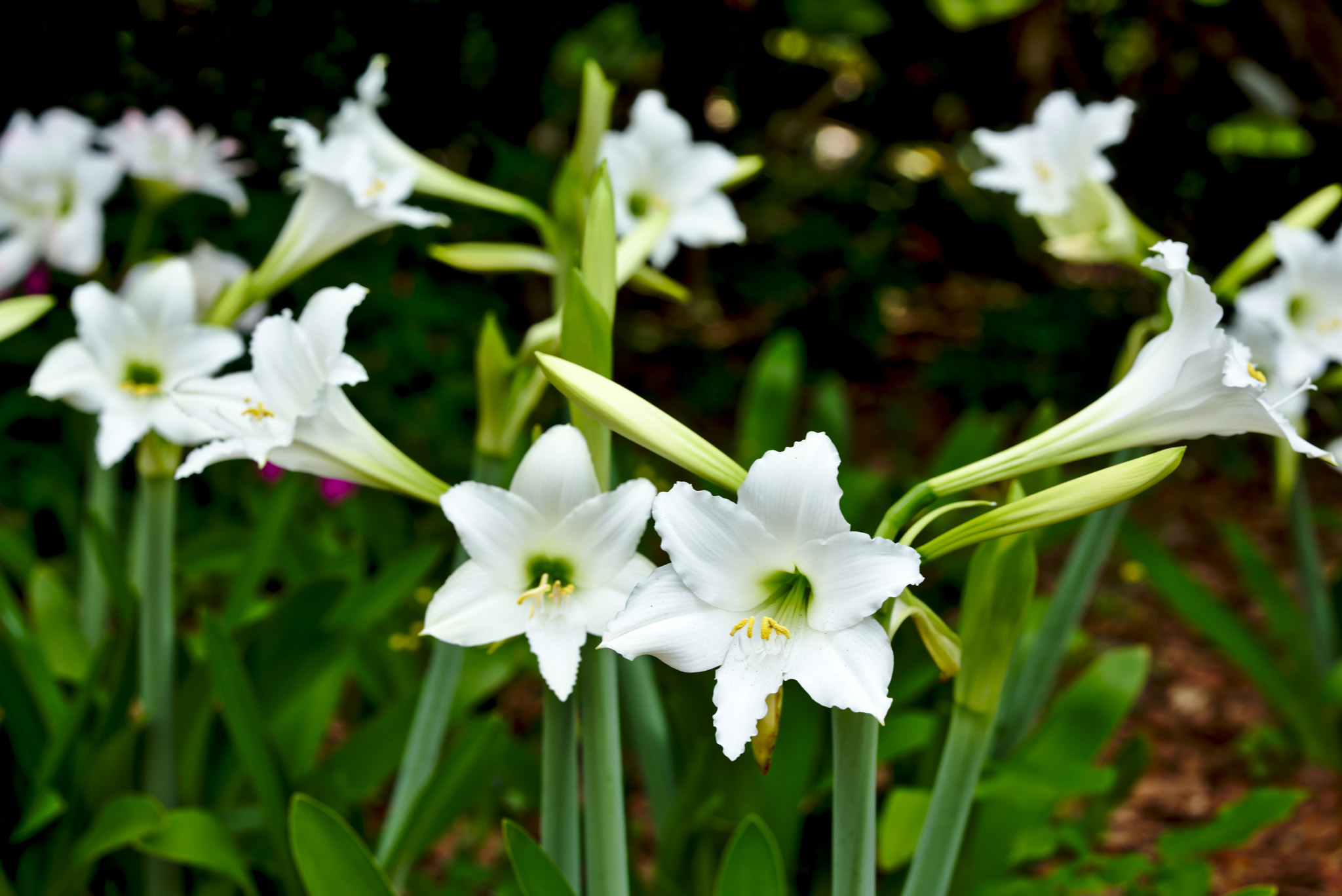 Nikon D810 + ZEISS Otus 85mm F1.4 sample photo. White amaryllis photography