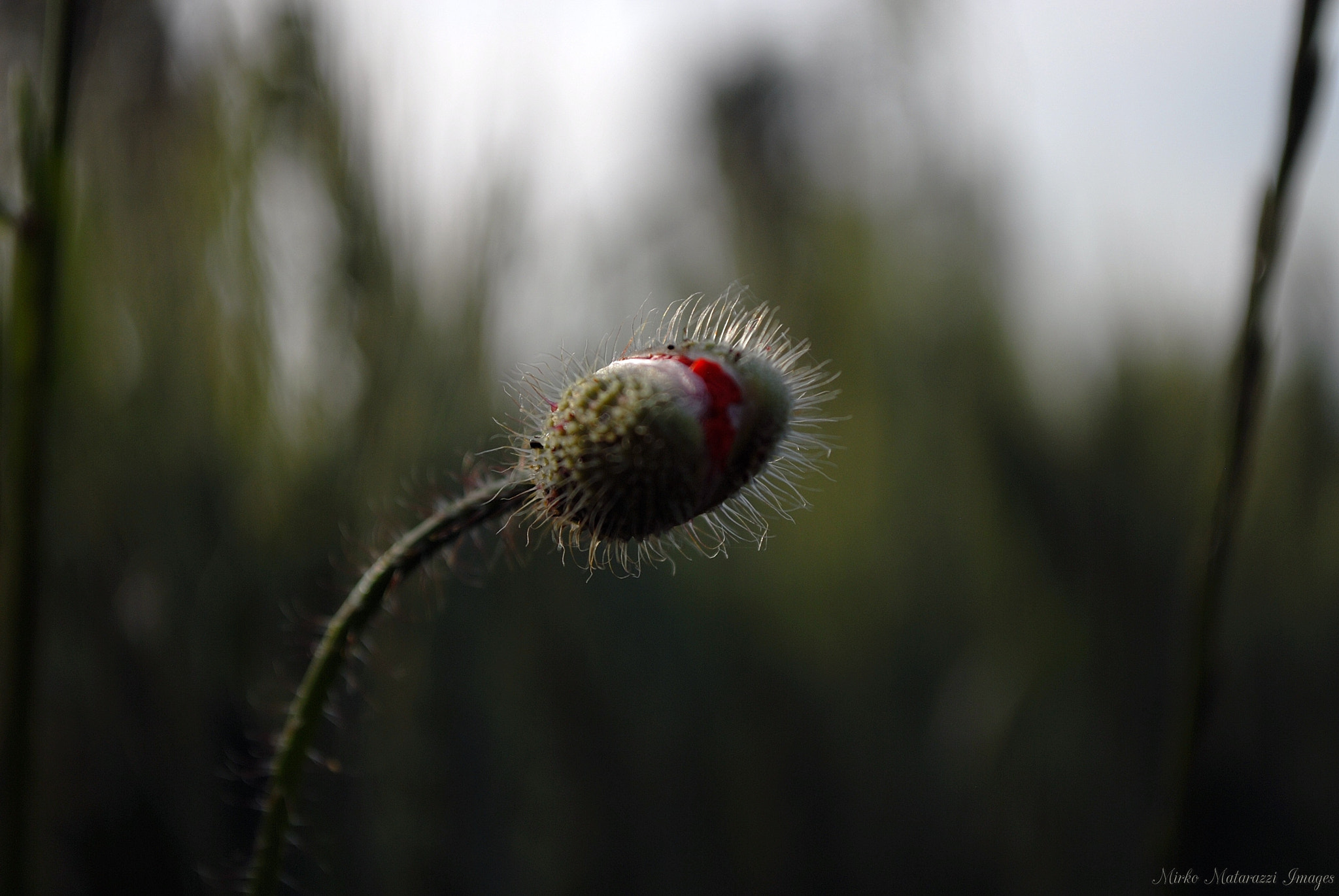 Nikon D200 sample photo. I'm coming photography