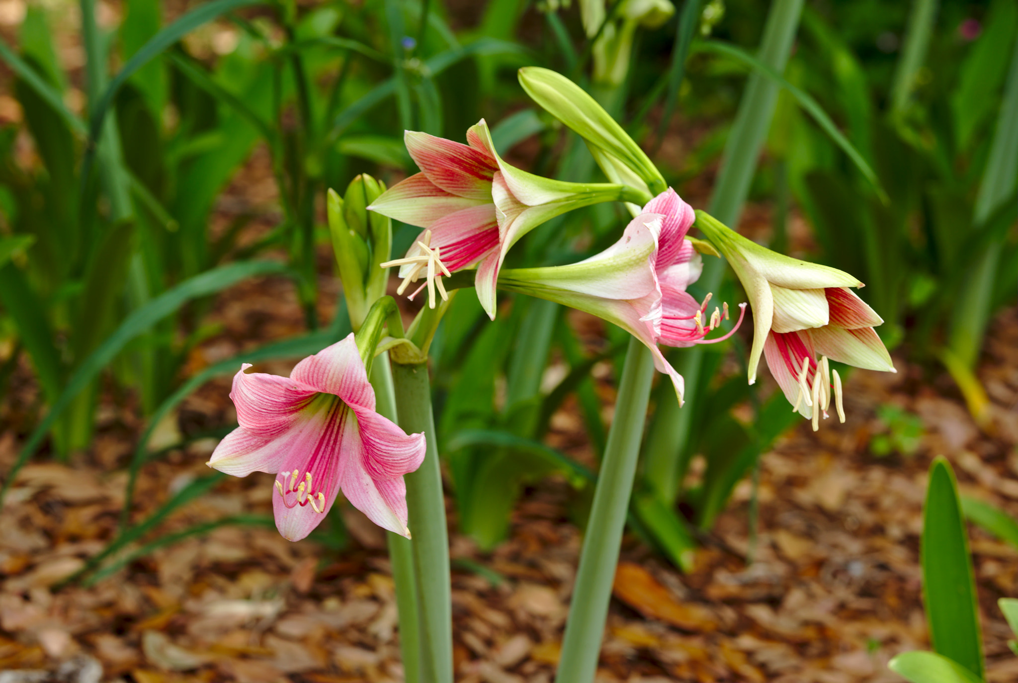 ZEISS Otus 85mm F1.4 sample photo. Pink amaryllis photography