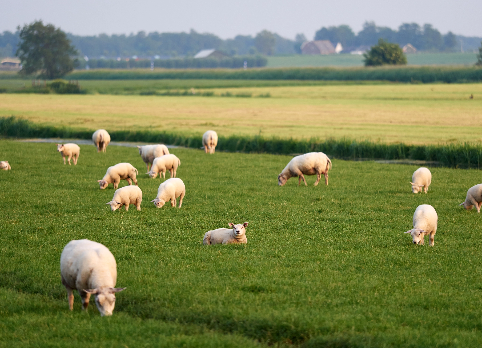 Olympus OM-D E-M5 + Olympus M.Zuiko Digital ED 40-150mm F2.8 Pro sample photo. Sheep in holland photography