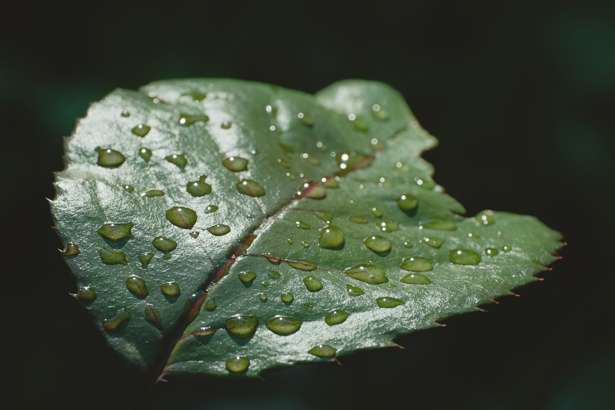 Fujifilm X-Pro1 + ZEISS Touit 50mm F2.8 sample photo. Water drops photography