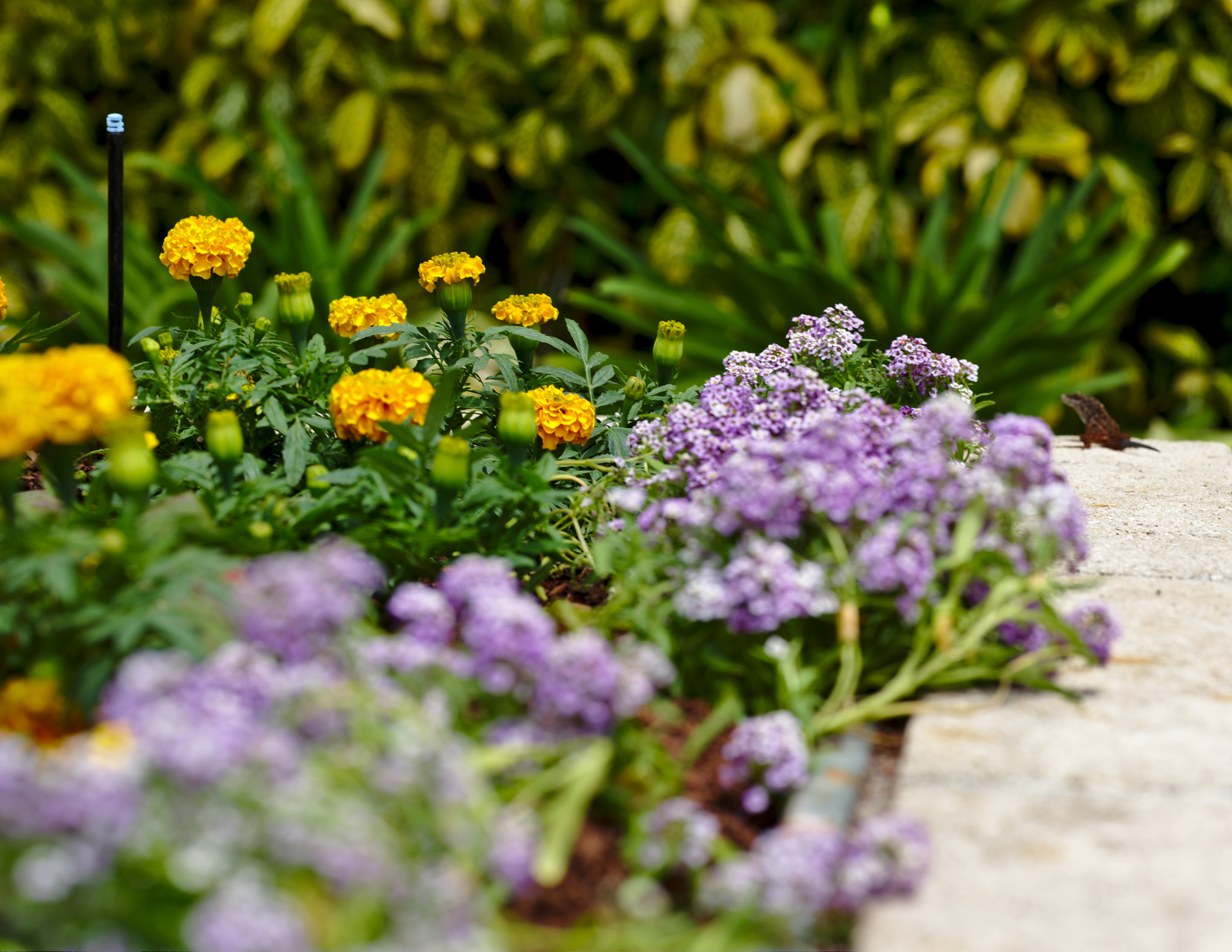 Nikon D810 + ZEISS Otus 85mm F1.4 sample photo. Chrysanthemum with lizard photography
