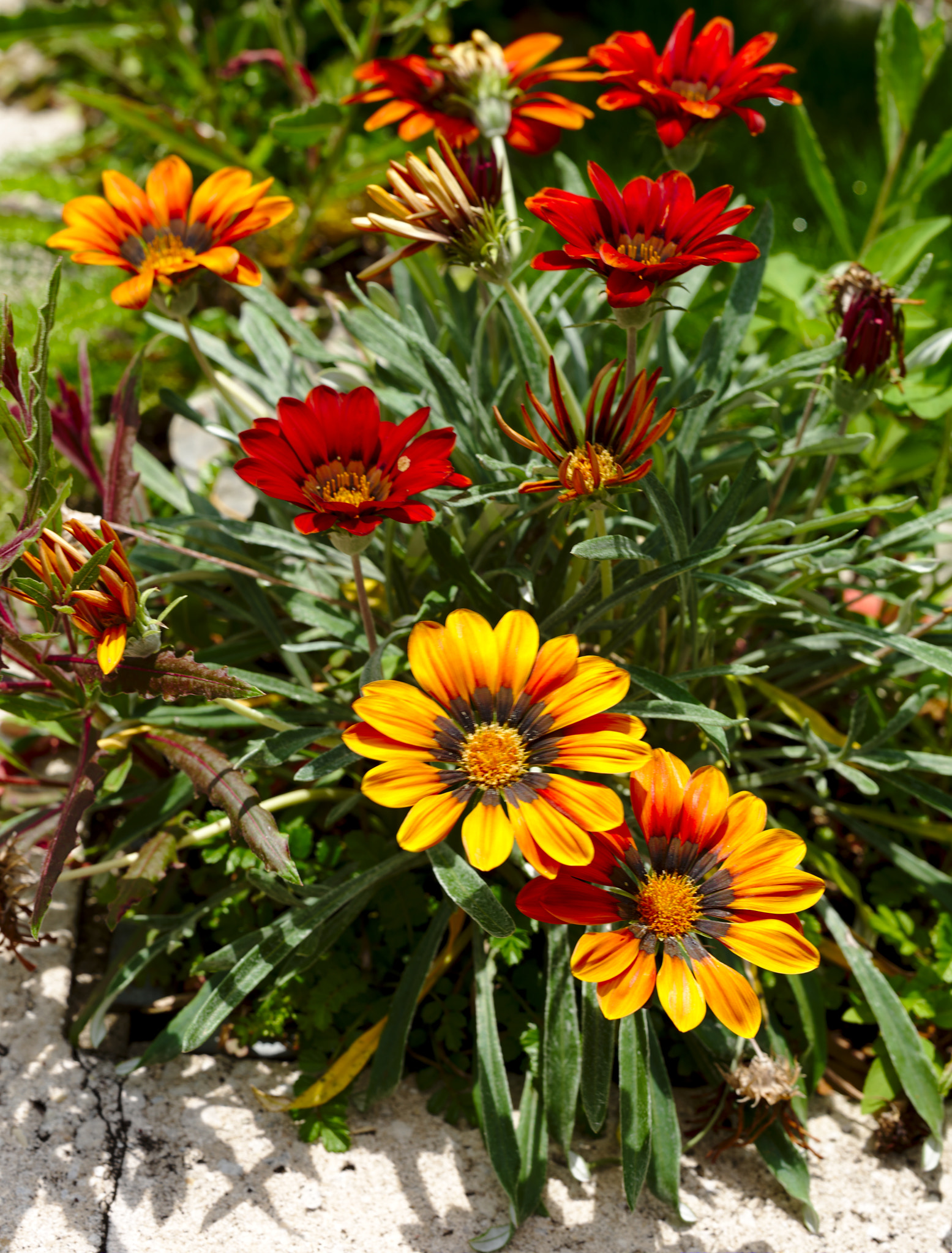 ZEISS Otus 85mm F1.4 sample photo. Hybrid gerbera photography