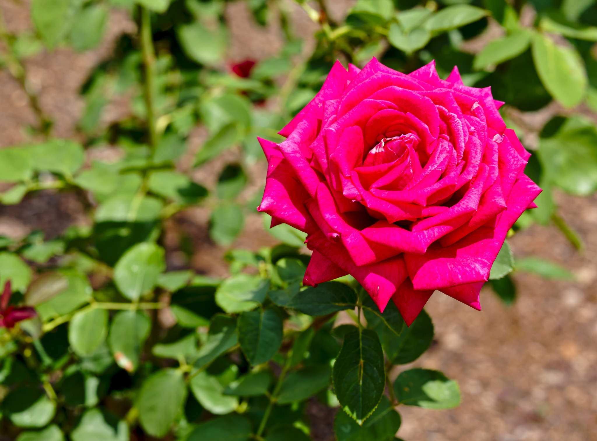 ZEISS Otus 85mm F1.4 sample photo. "toro" - a hybrid tea rose photography