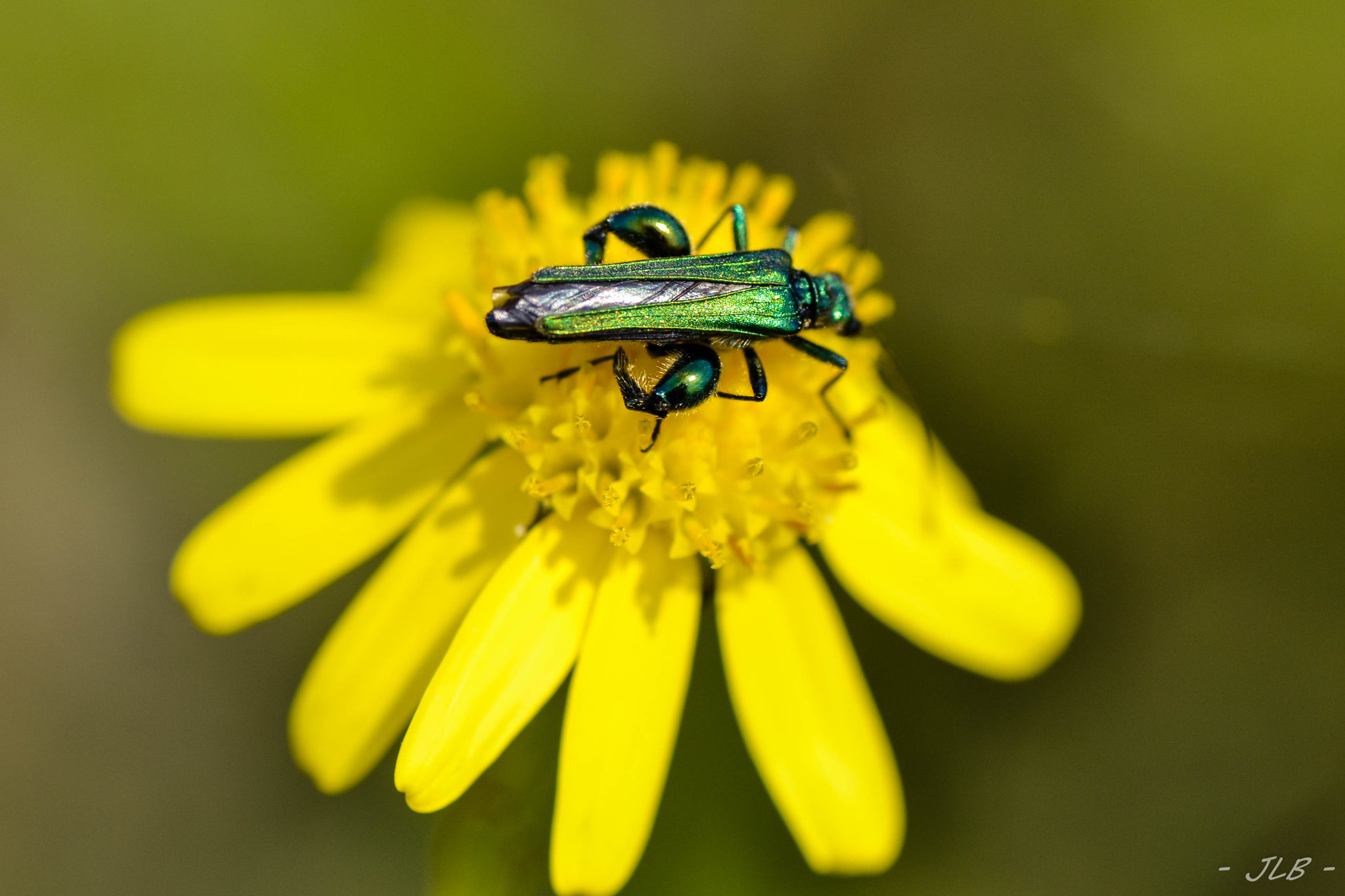 Nikon D3100 sample photo. Insect on yellow flower photography