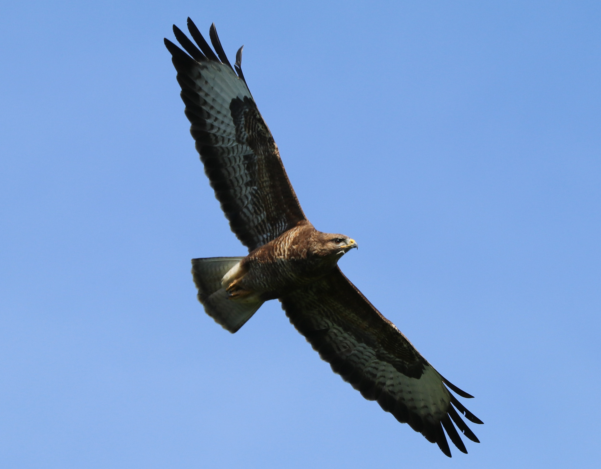 Canon EOS 80D + Canon EF 100-400mm F4.5-5.6L IS II USM sample photo. Buzzard photography