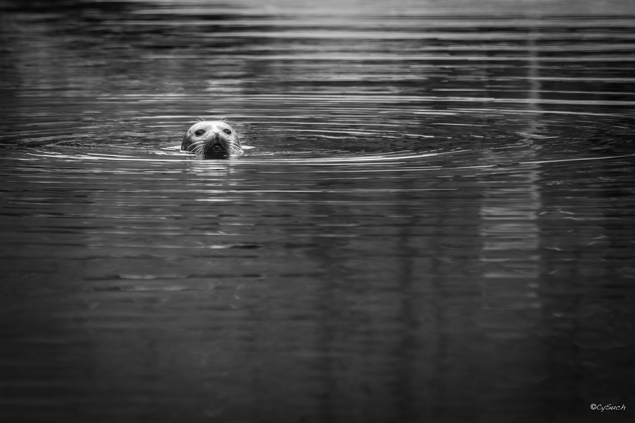 Sigma 70-300mm F4-5.6 APO DG Macro sample photo. Seal alone photography