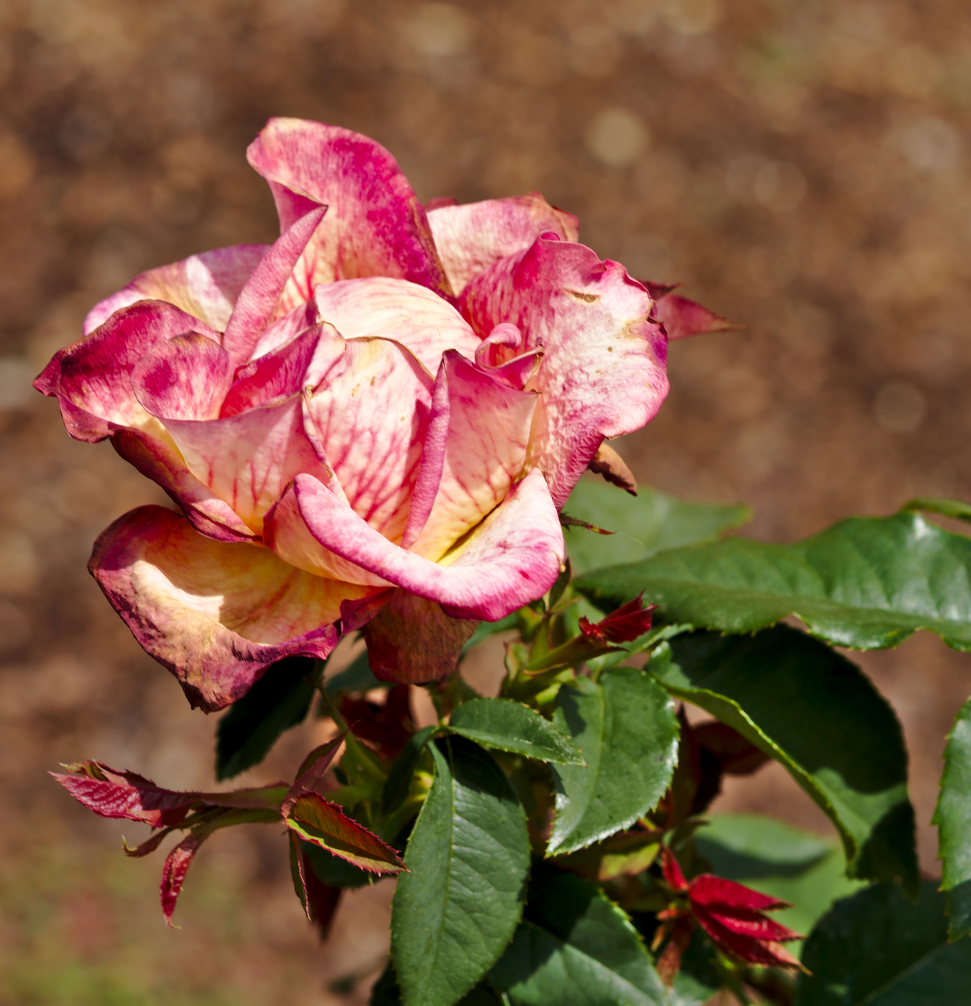 ZEISS Otus 85mm F1.4 sample photo. "st. patrick" - a hybrid tea rose photography