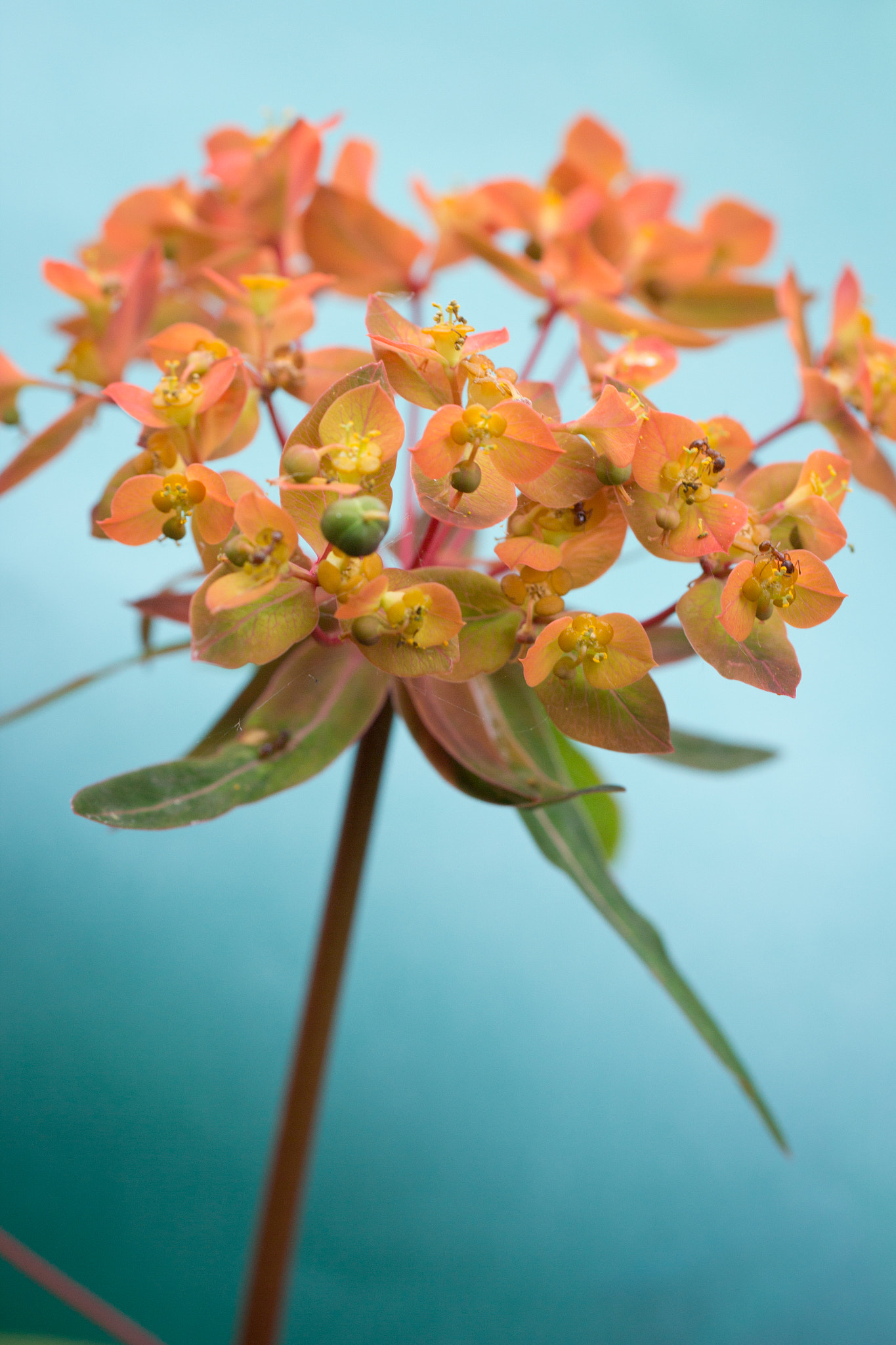 Tamron SP AF 60mm F2 Di II LD IF Macro sample photo. Orange photography