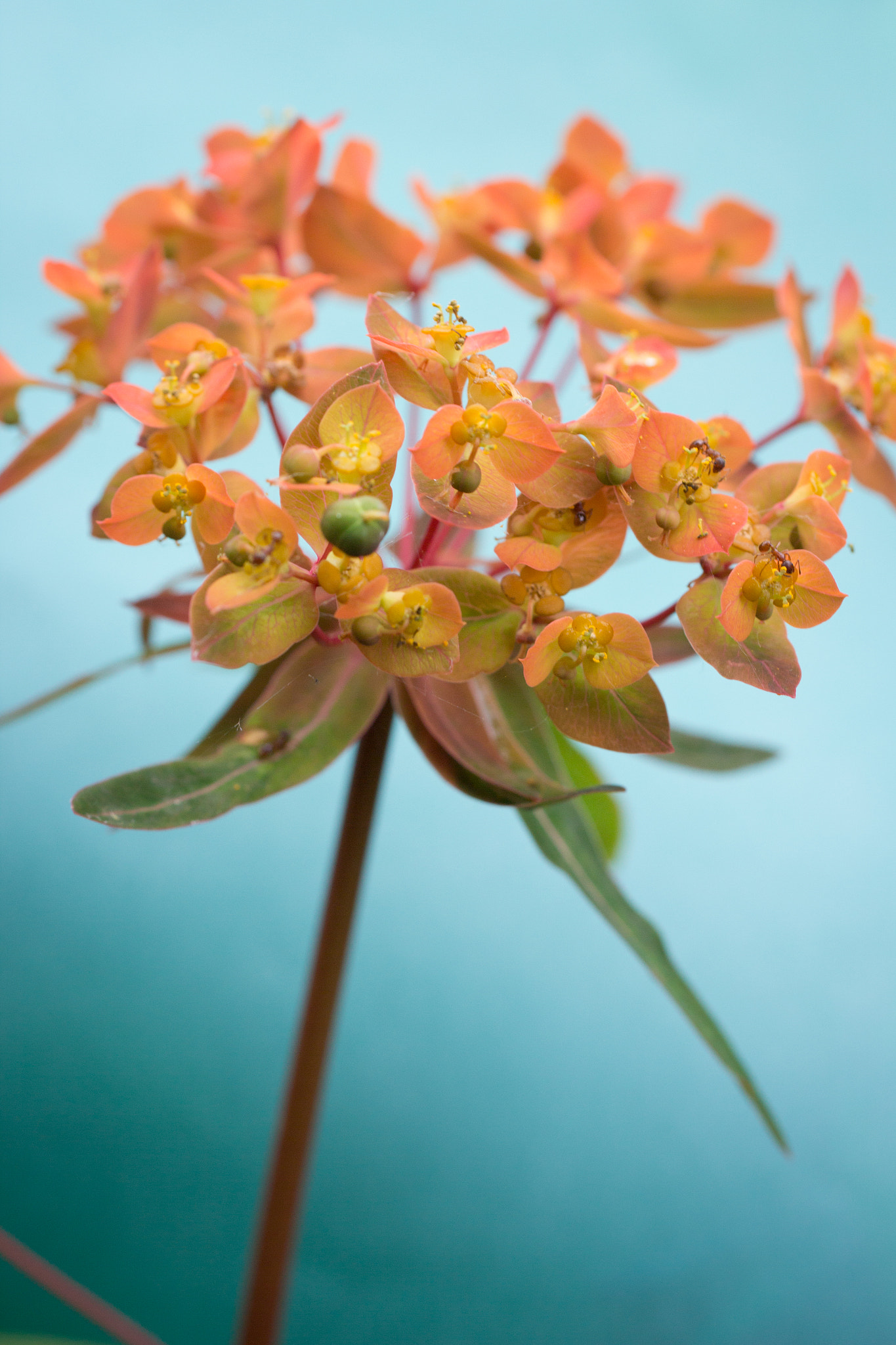 Canon EOS 600D (Rebel EOS T3i / EOS Kiss X5) + Tamron SP AF 60mm F2 Di II LD IF Macro sample photo. Orange photography