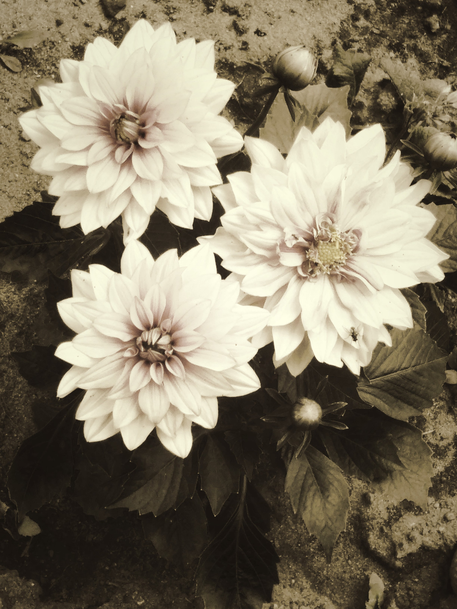 HUAWEI G620S-L01 sample photo. Flowers in bronze photography