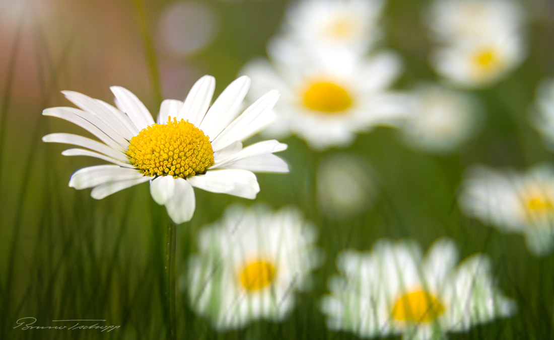Pentax smc DA* 16-50mm F2.8 ED AL (IF) SDM sample photo. Margeriten photography