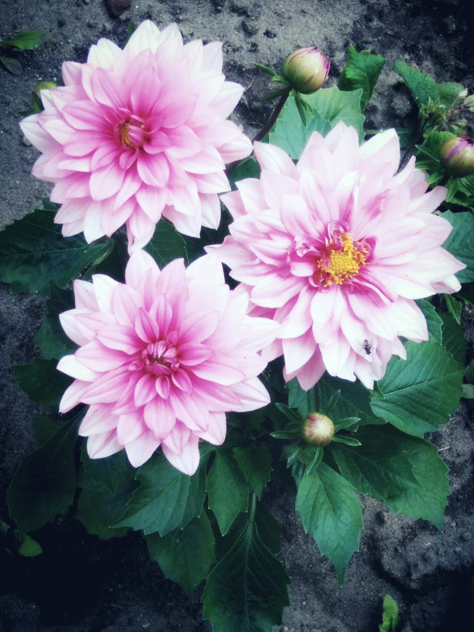 HUAWEI G620S-L01 sample photo. Pink flowers photography