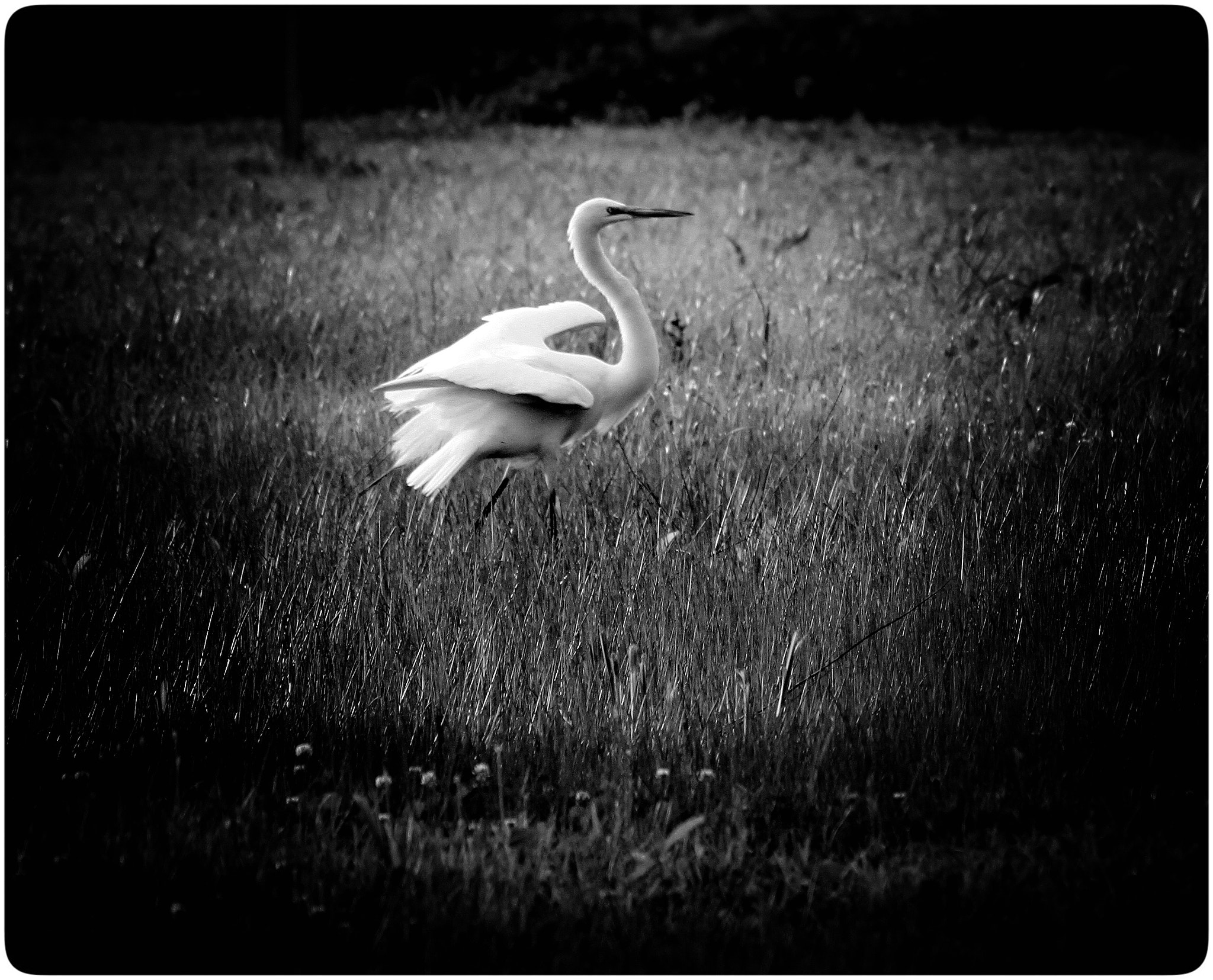 Canon EF 70-300mm F4-5.6 IS USM sample photo. Heron photography