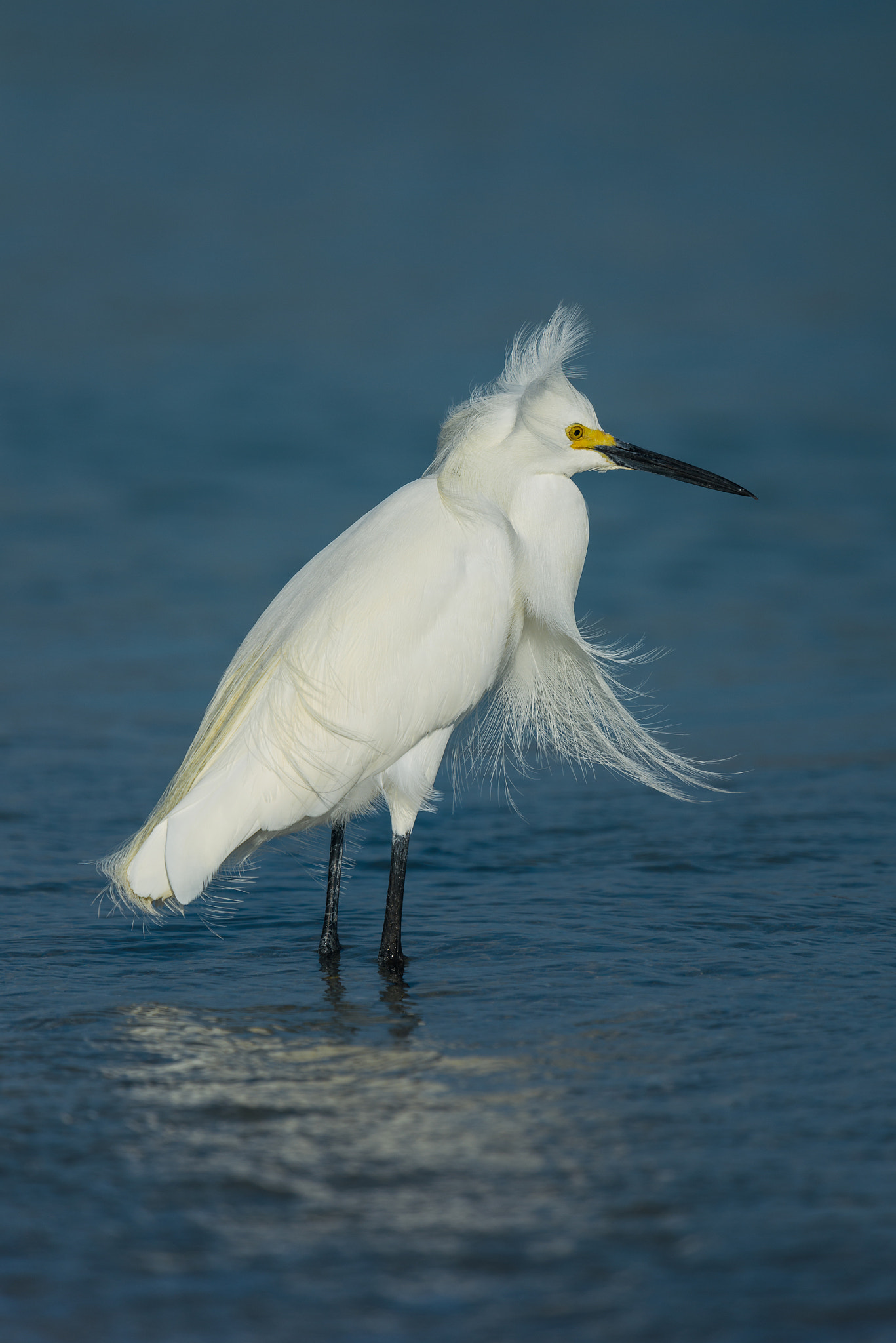 Nikon Nikkor AF-S 300mm F4E PF ED VR sample photo. In the wind photography