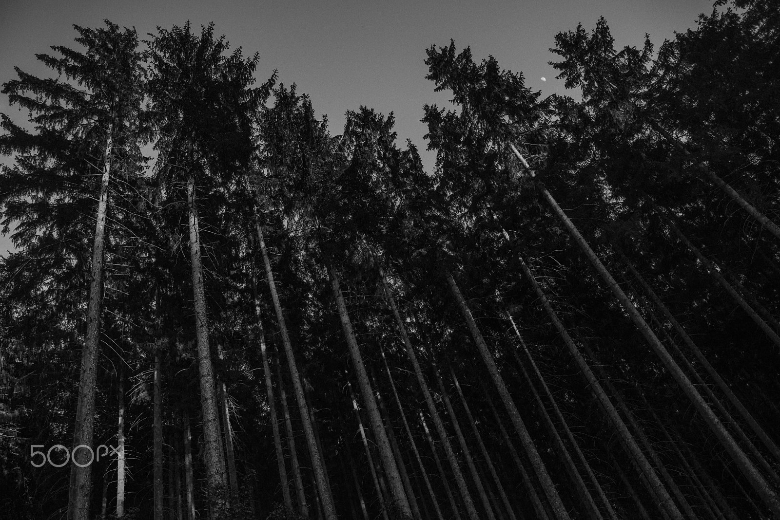 Nikon D600 sample photo. Trees photography