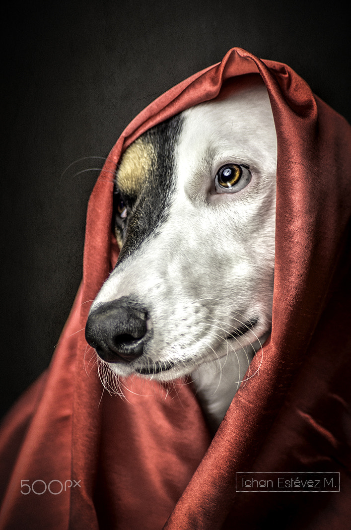 Tamron AF 70-300mm F4-5.6 Di LD Macro sample photo. Tacha en rojo 3 photography