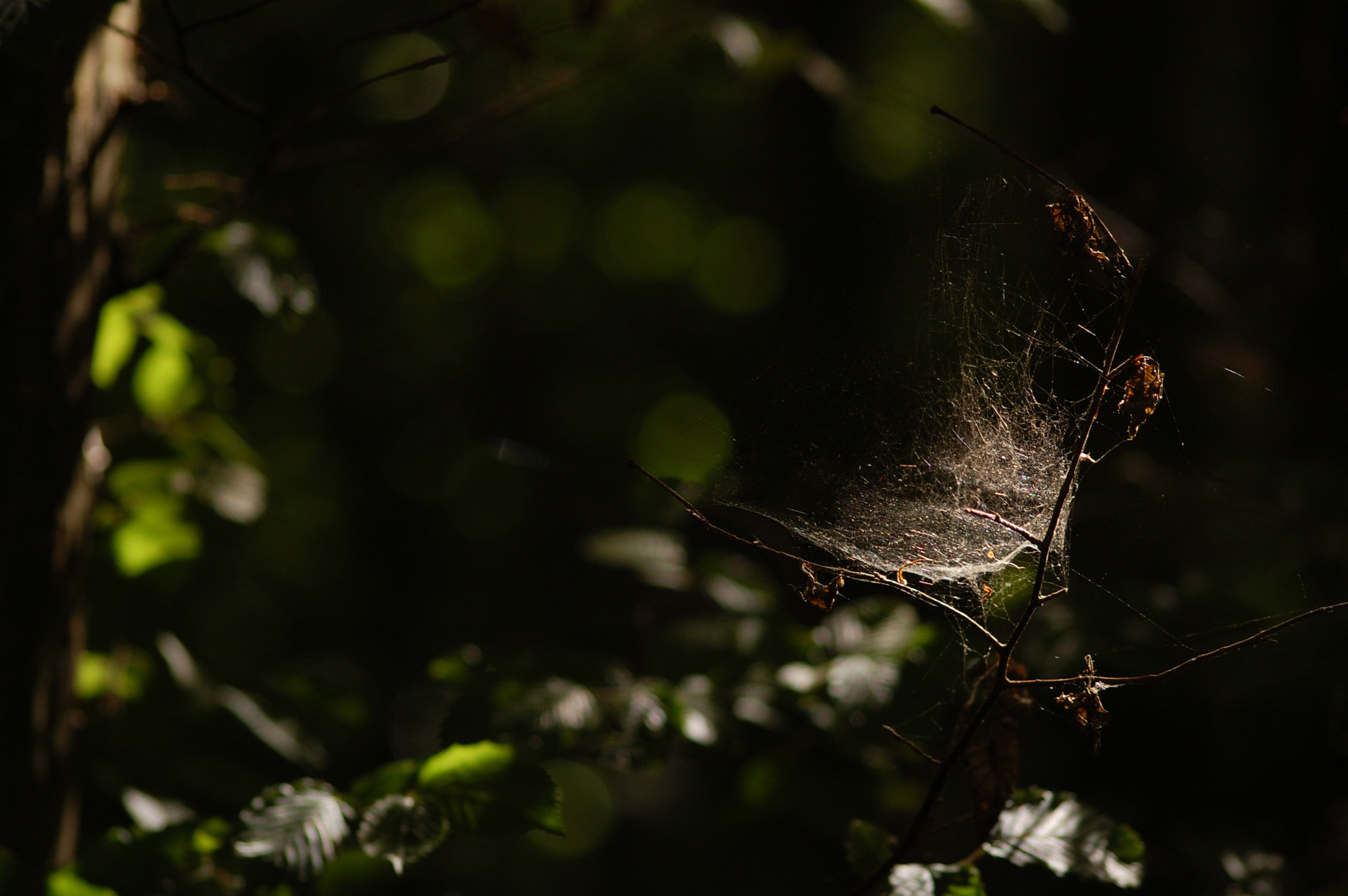 Sigma 70-300mm F4-5.6 APO DG Macro sample photo. Spiderweb in a branch photography