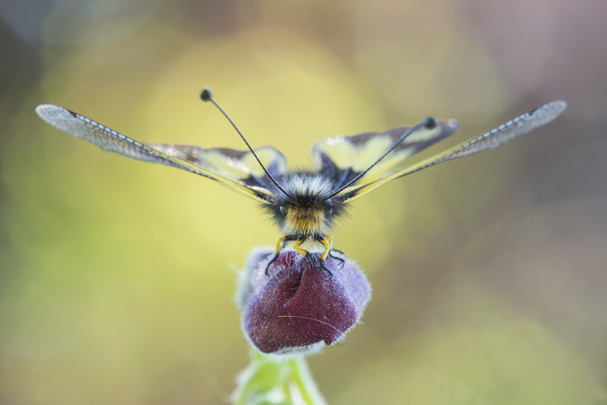 Sigma 150mm F2.8 EX DG Macro HSM sample photo. Pronta al decollo photography