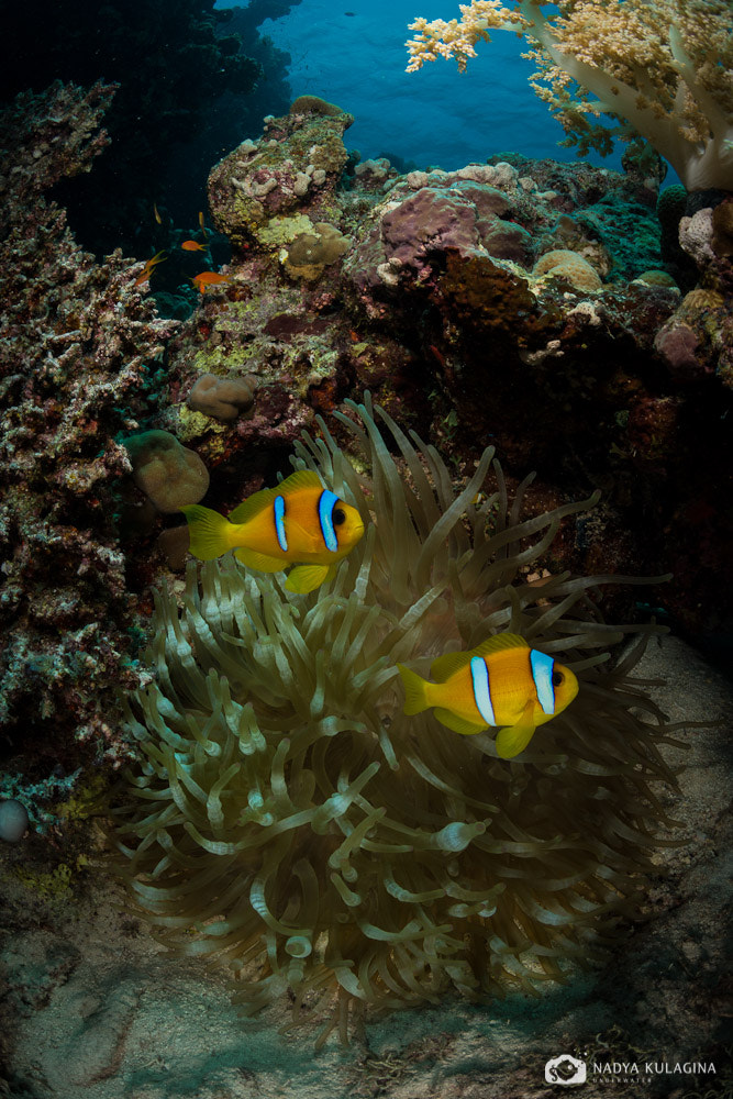 Nikon D800 + Nikon AF Fisheye-Nikkor 16mm F2.8D sample photo. Nemos are everywhere photography