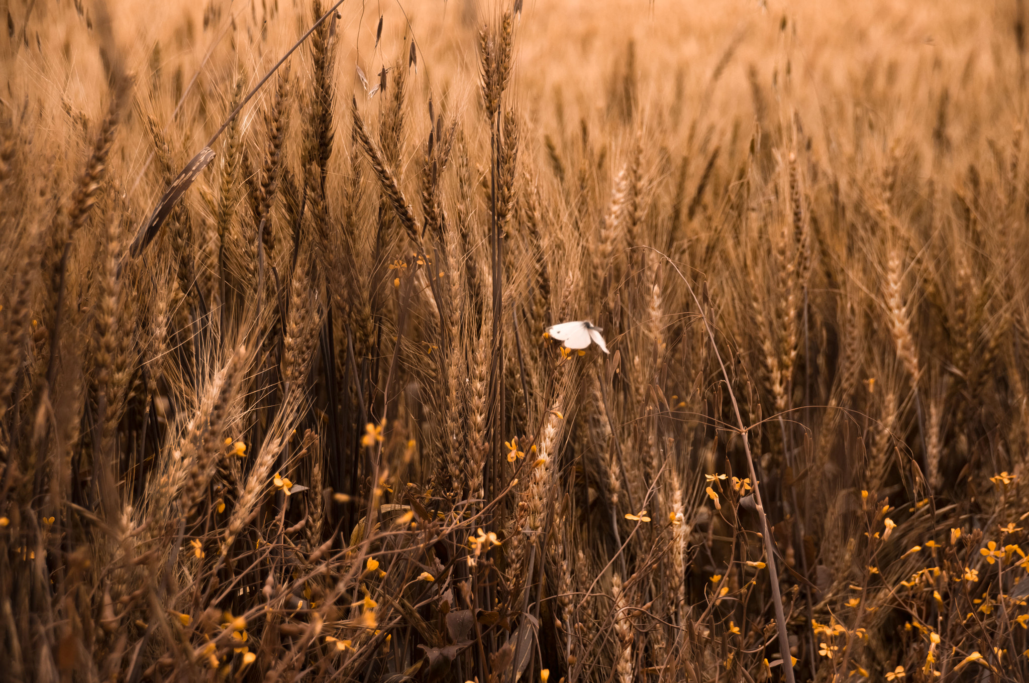 Sigma 18-250mm F3.5-6.3 DC Macro OS HSM sample photo. A fool's paradise photography
