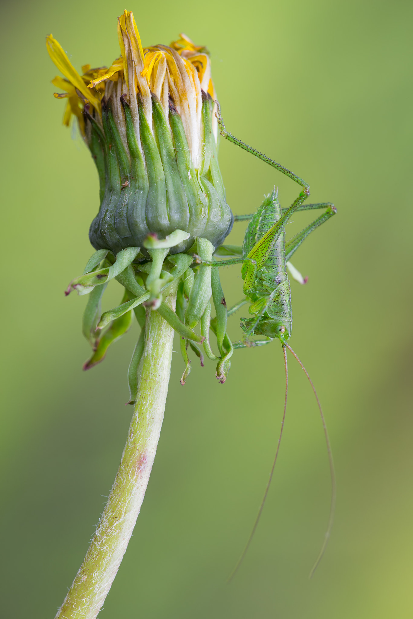 Canon EF 180mm F3.5L Macro USM sample photo. Green bush cricket photography