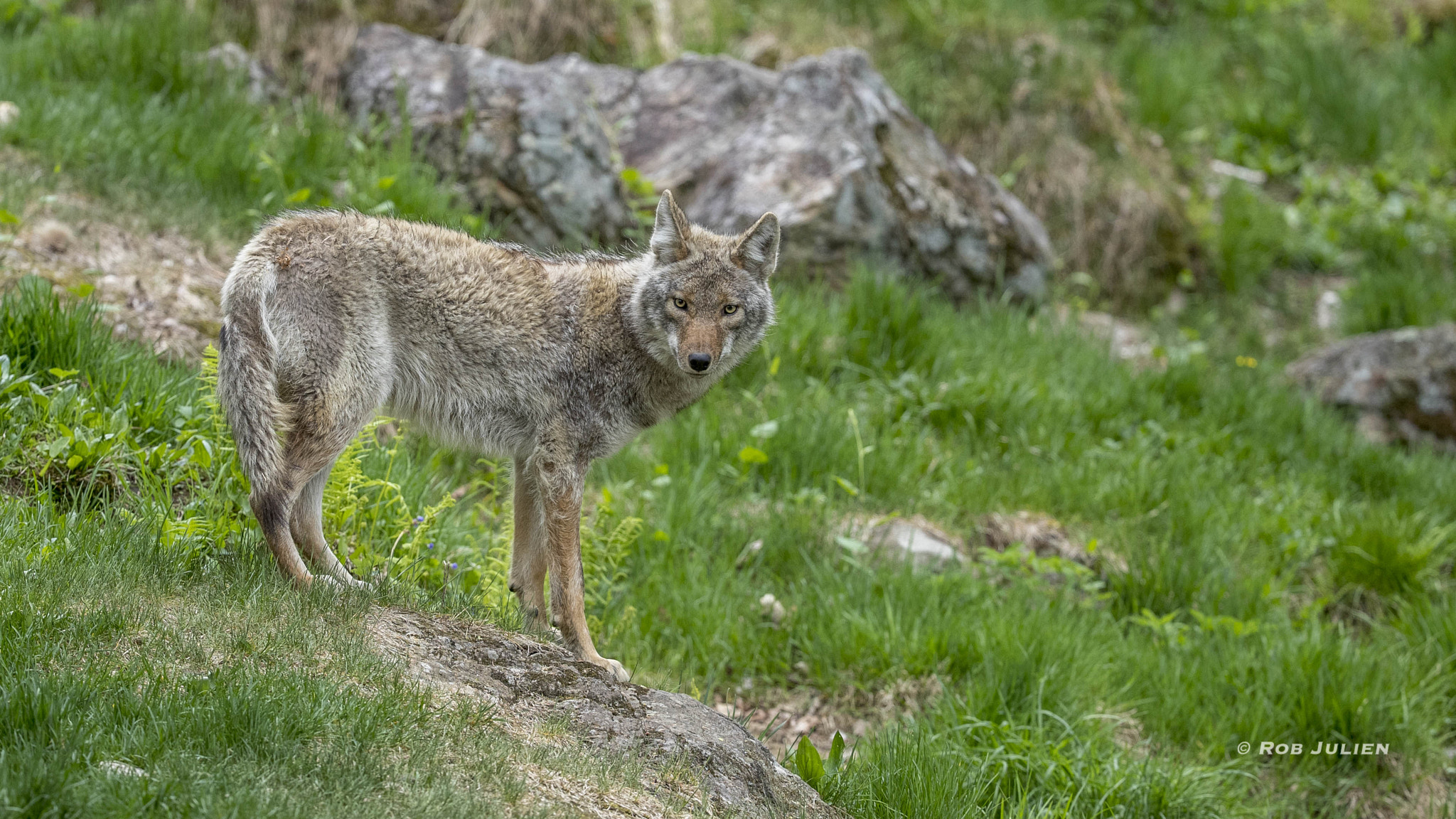 Canon EF 200-400mm F4L IS USM Extender 1.4x sample photo. A52i5565.jpg photography