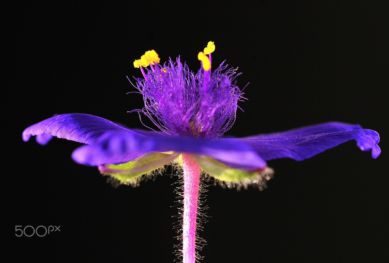 Sigma 150mm F2.8 EX DG Macro HSM sample photo. Macro photography